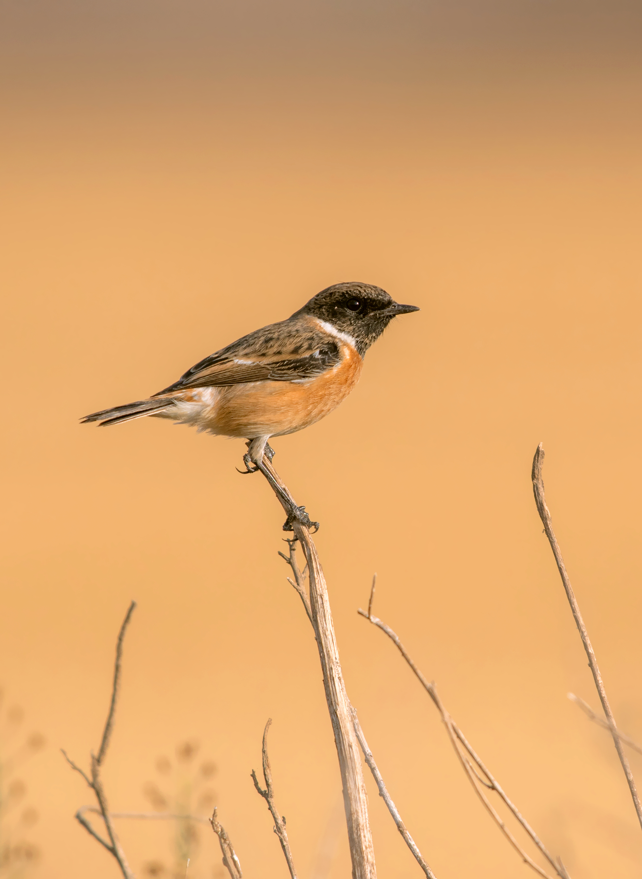 stonechat