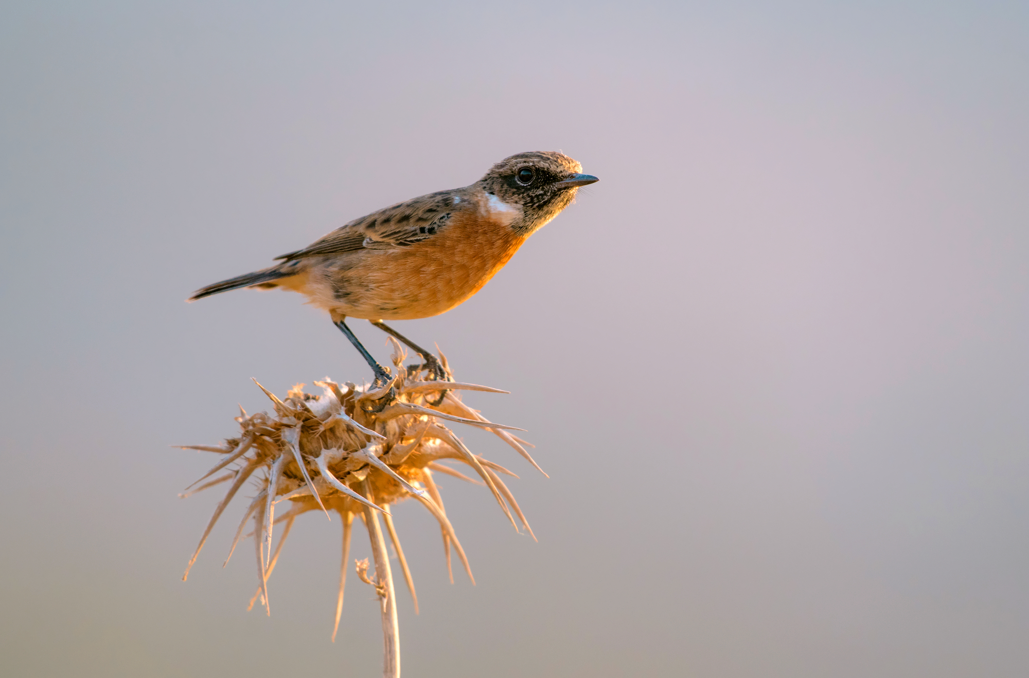 stonechat