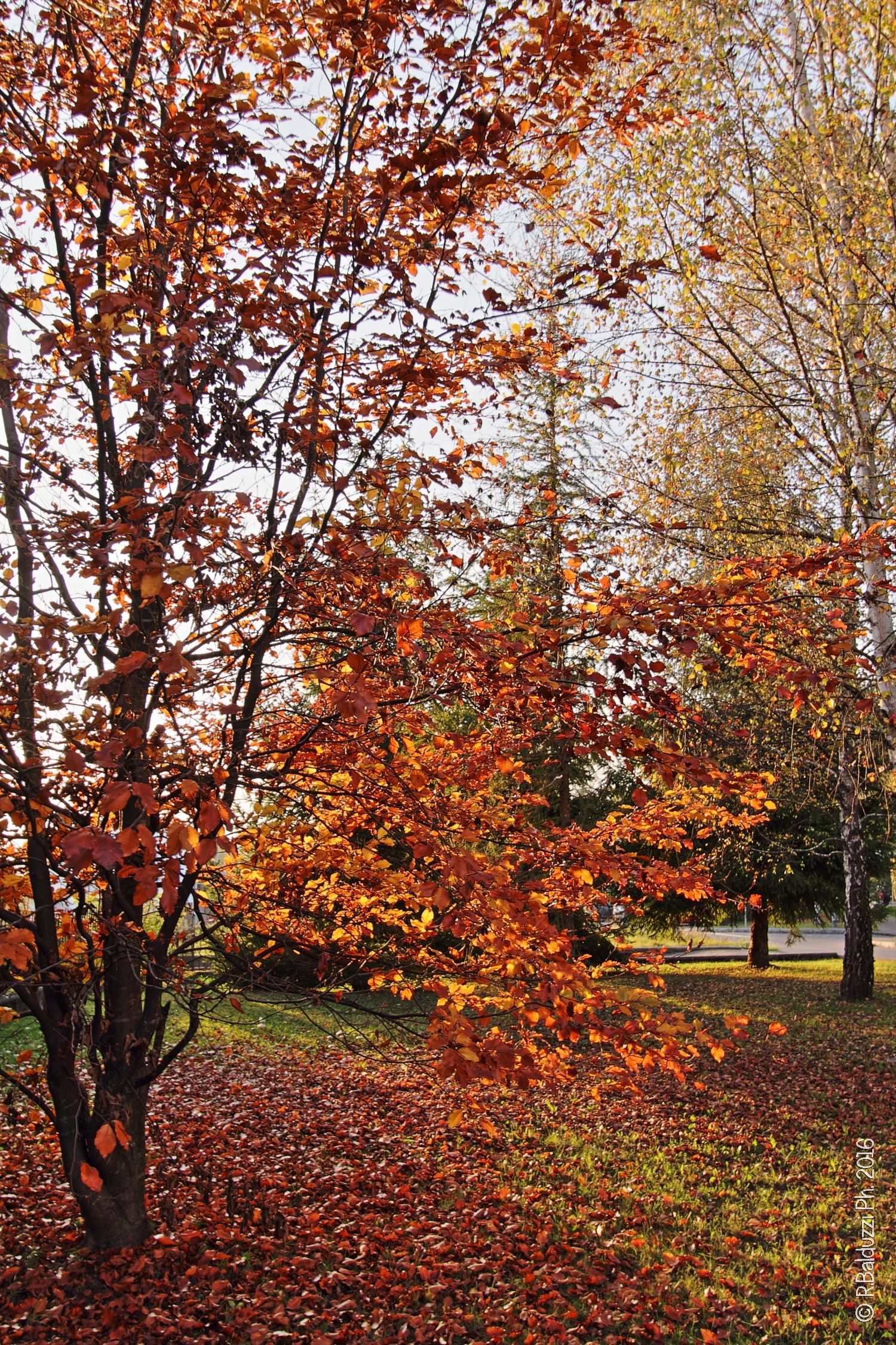 Semplicemente autunno...