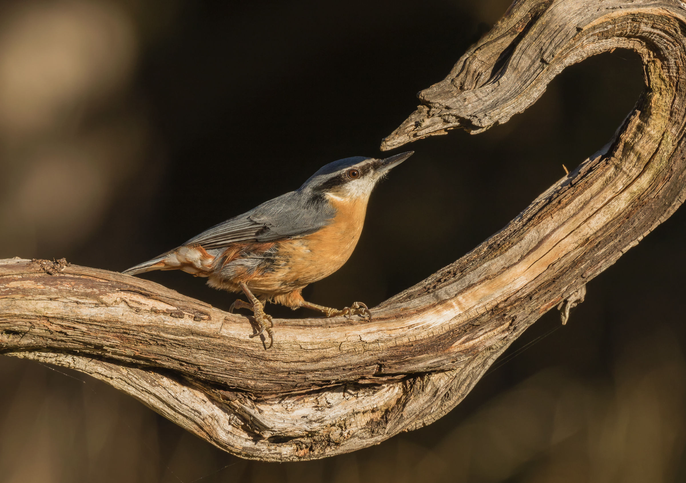 nuthatch