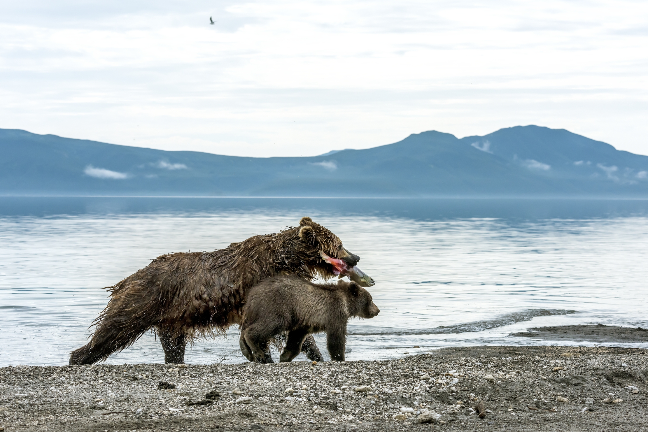 Kamchatka 2016 - Con la merenda