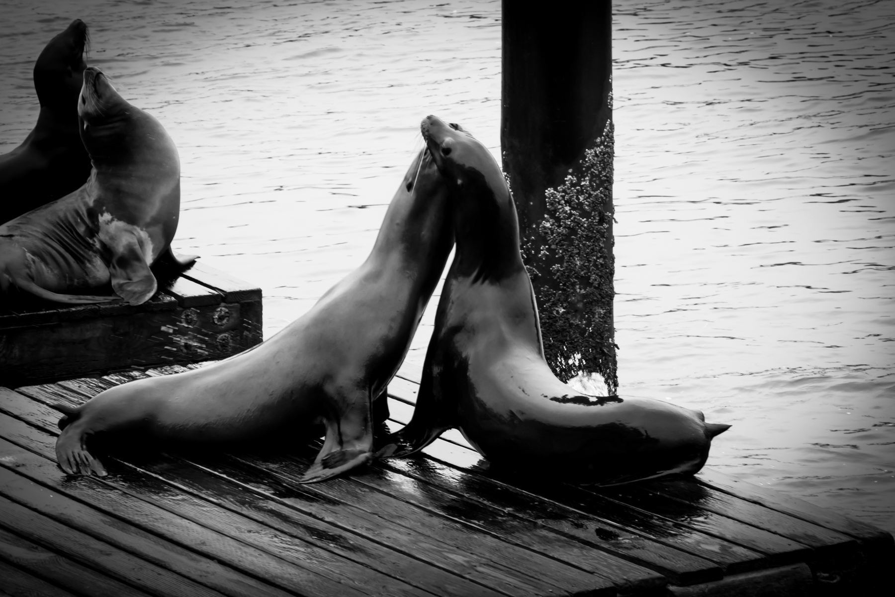 Un po' d'affetto al Pier 39