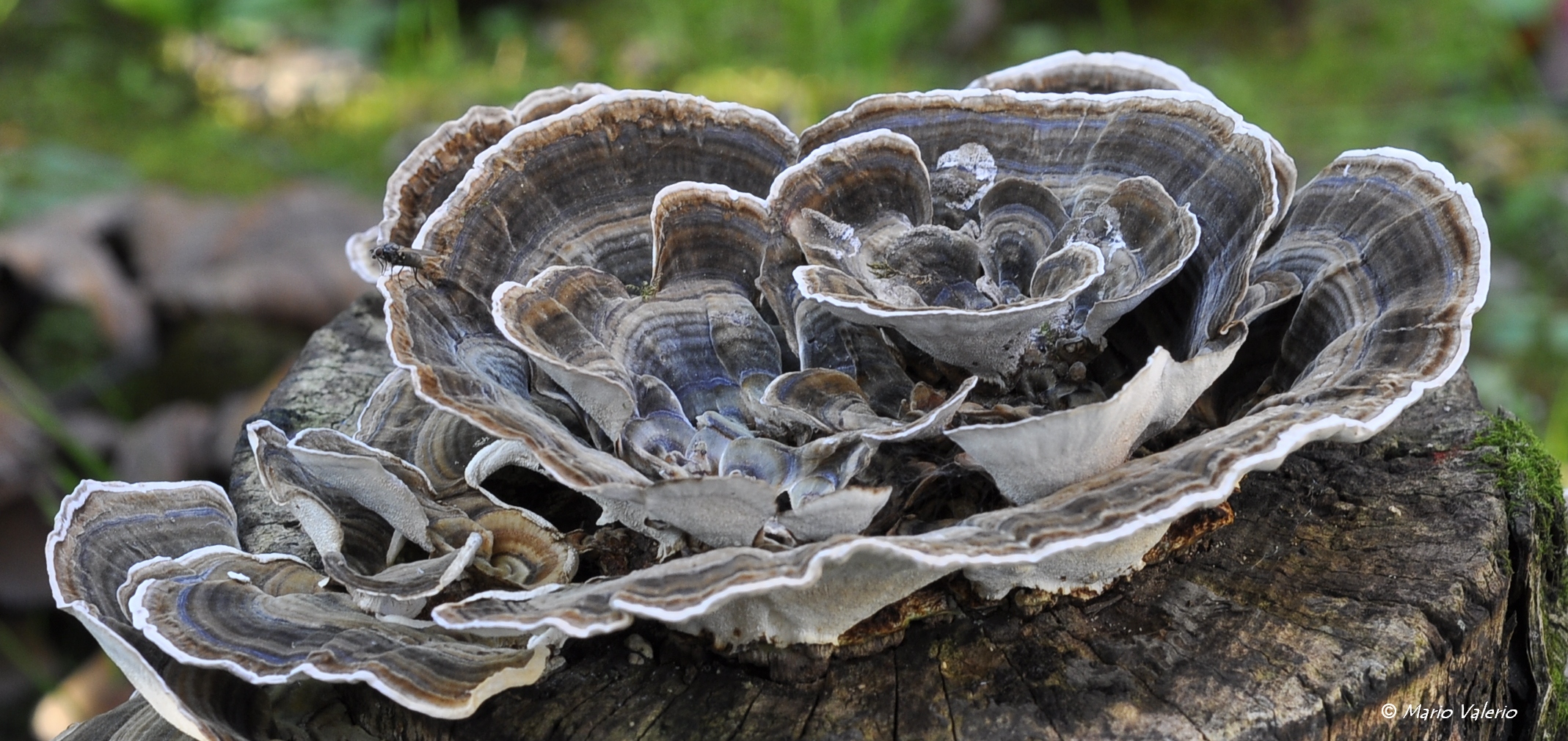 Trametes