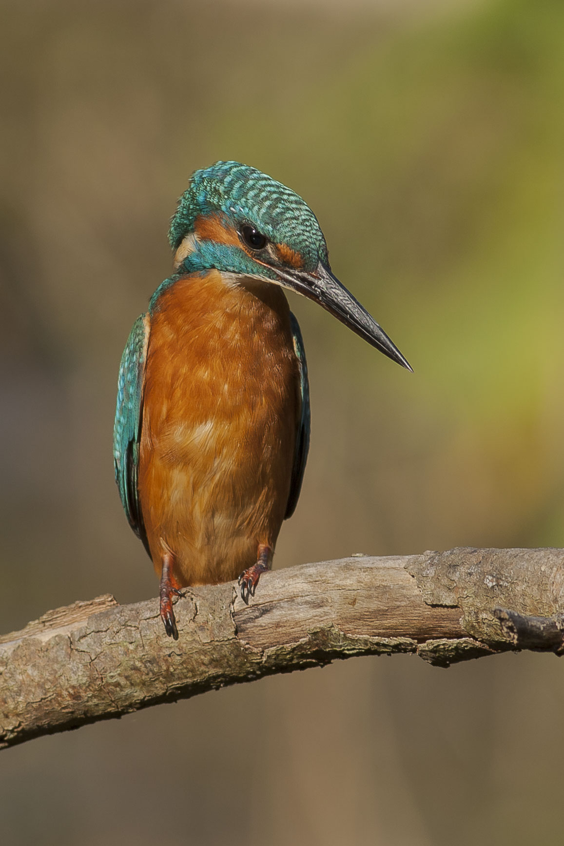 Kingfisher