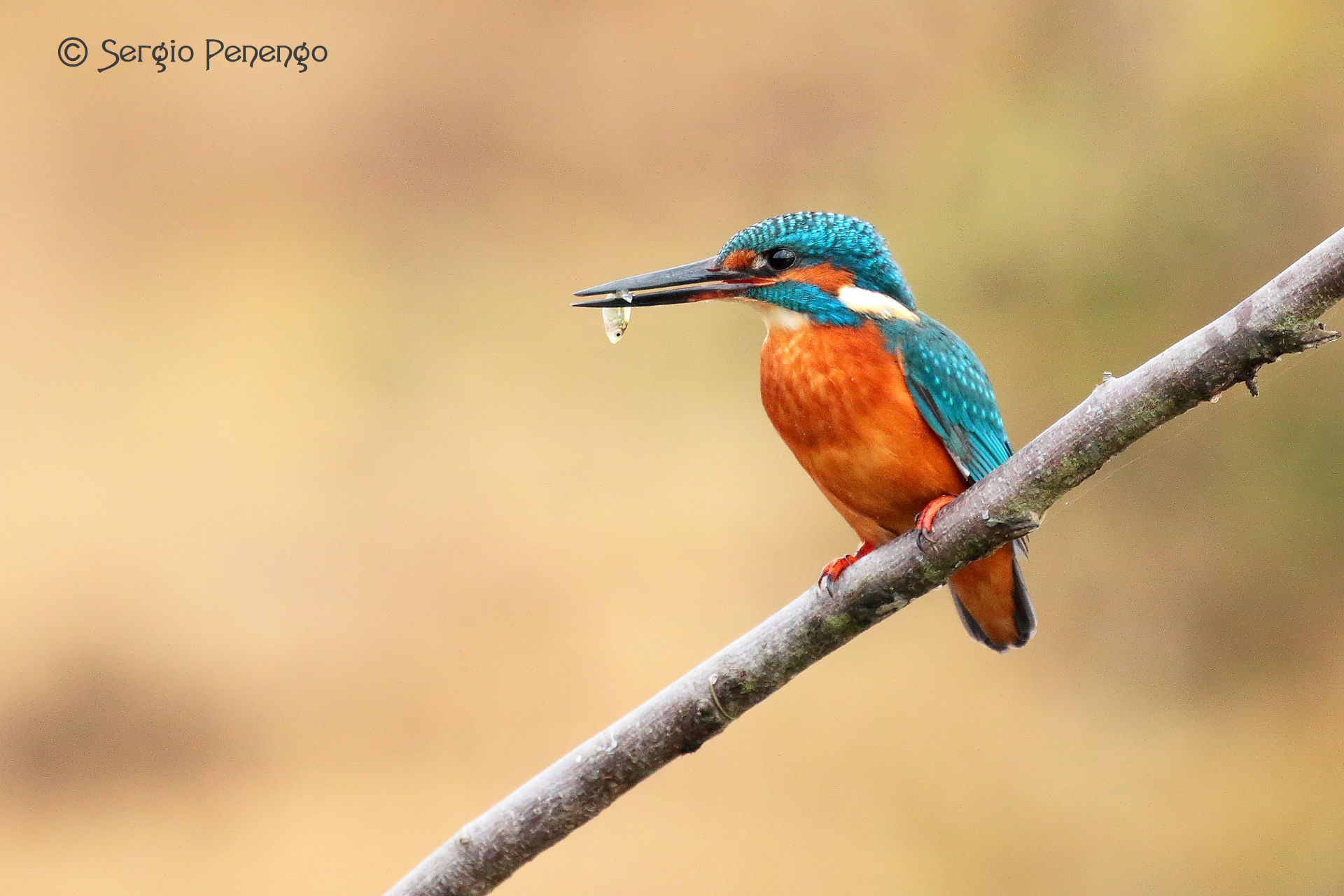 "Kingfisher with prey"