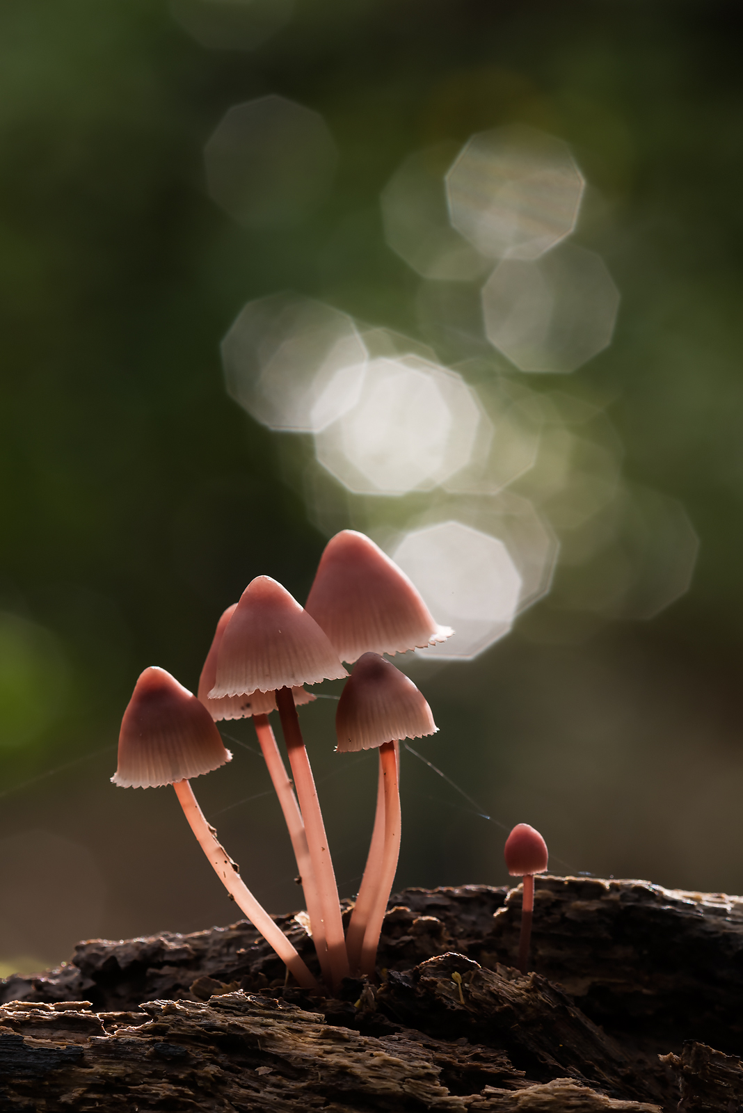 Mycena haematopus