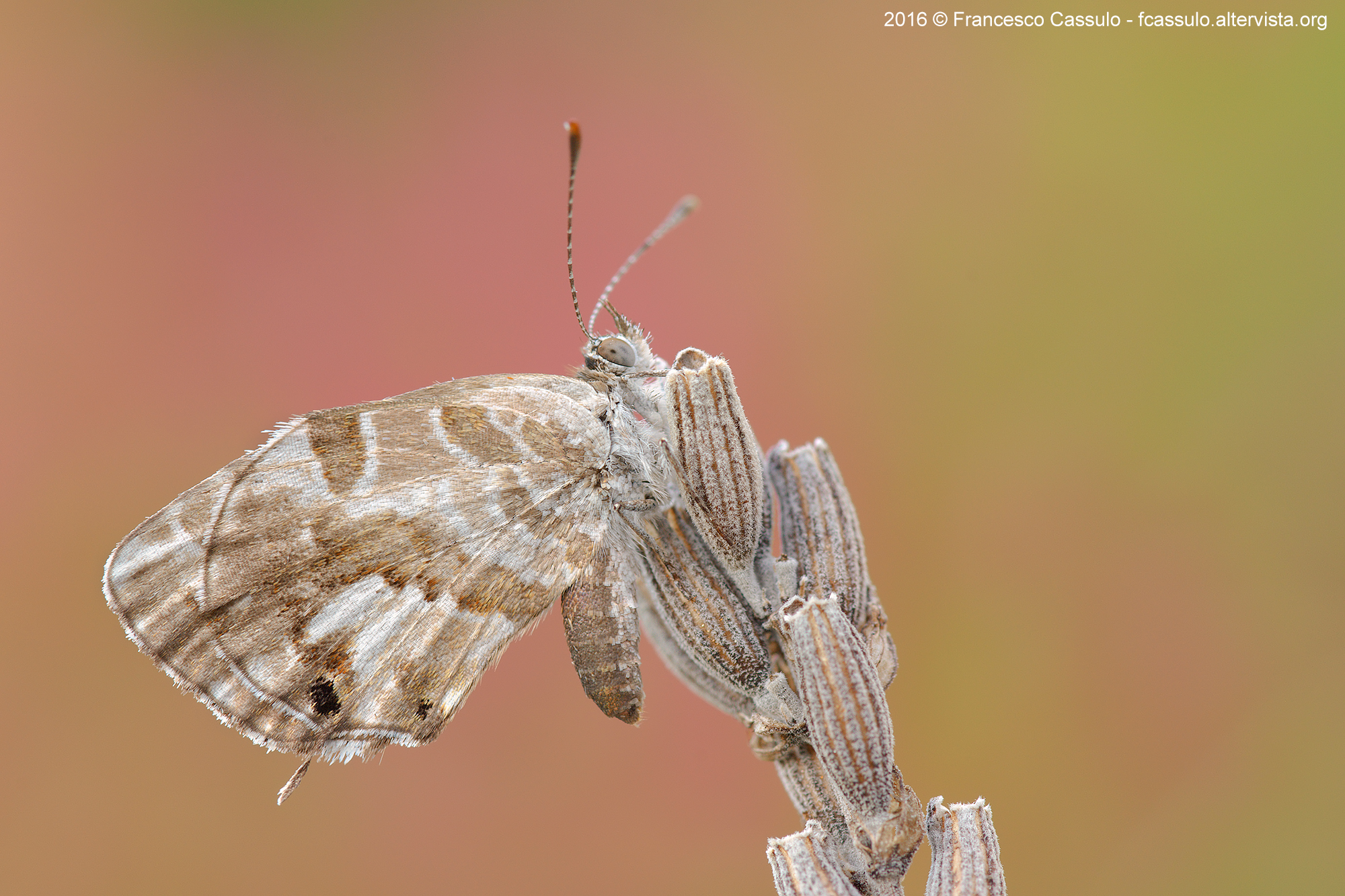 Geranium bronze Butler, 1897