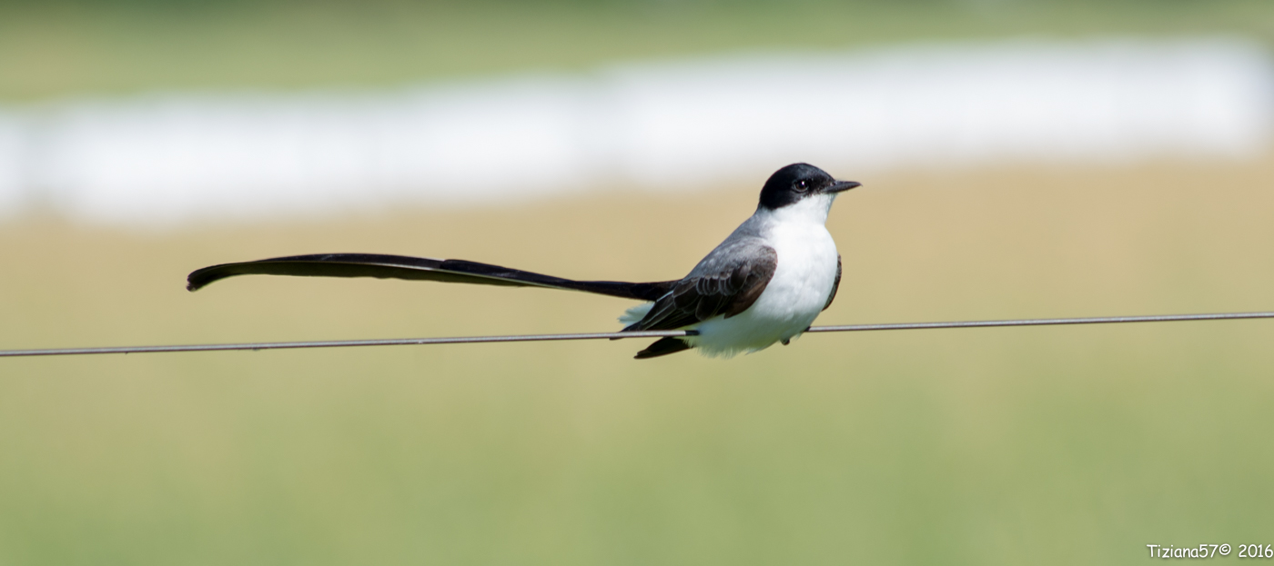 Southern tyrant codaforcuta