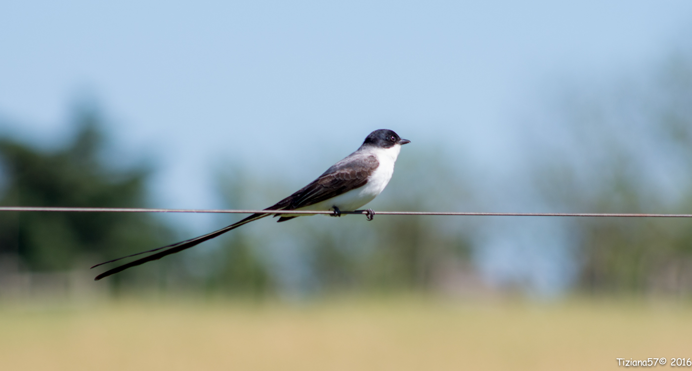 Southern tyrant codaforcuta