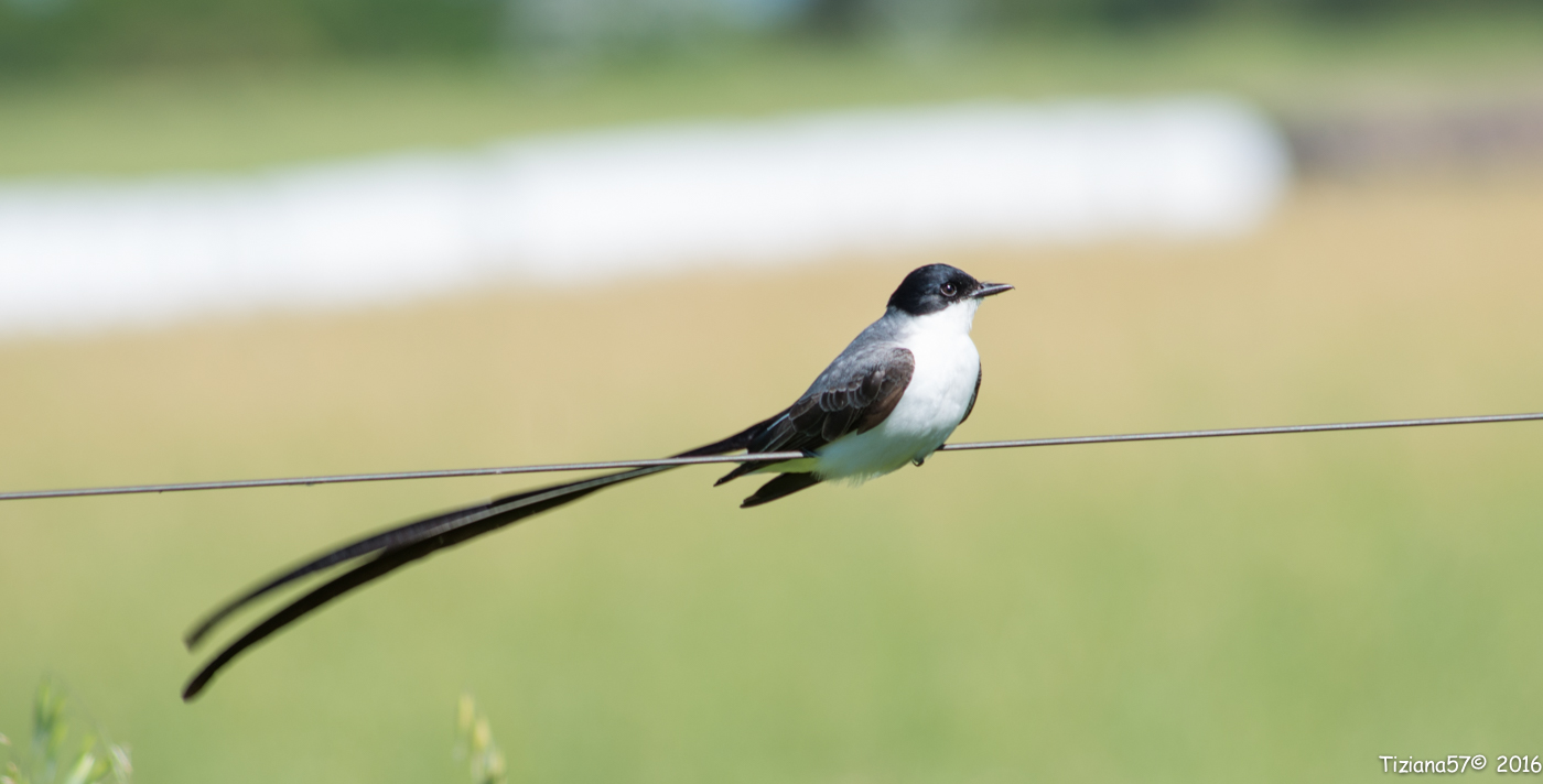 Southern tyrant codaforcuta