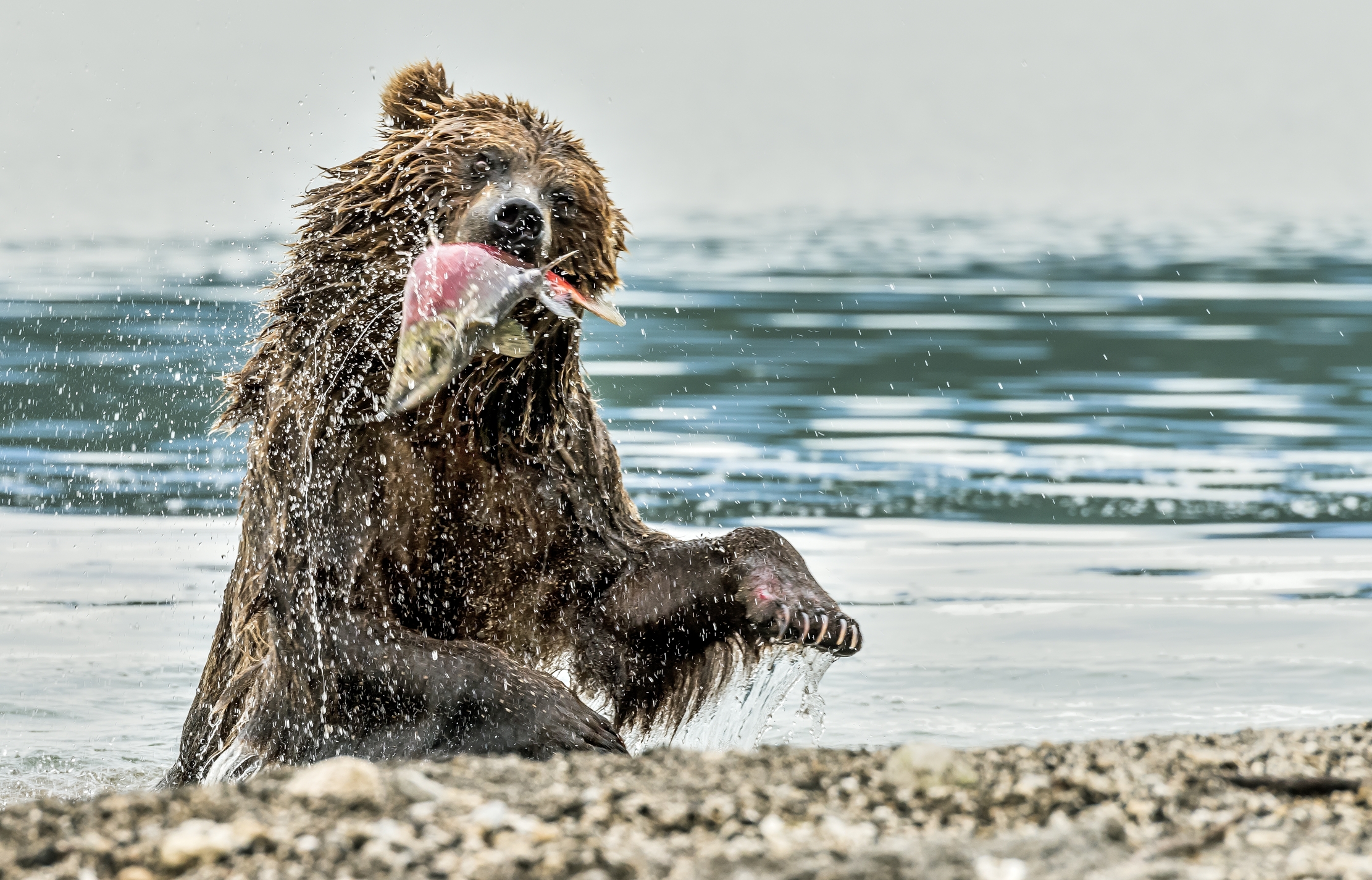 Kamchatka 2016 - Con la pesca