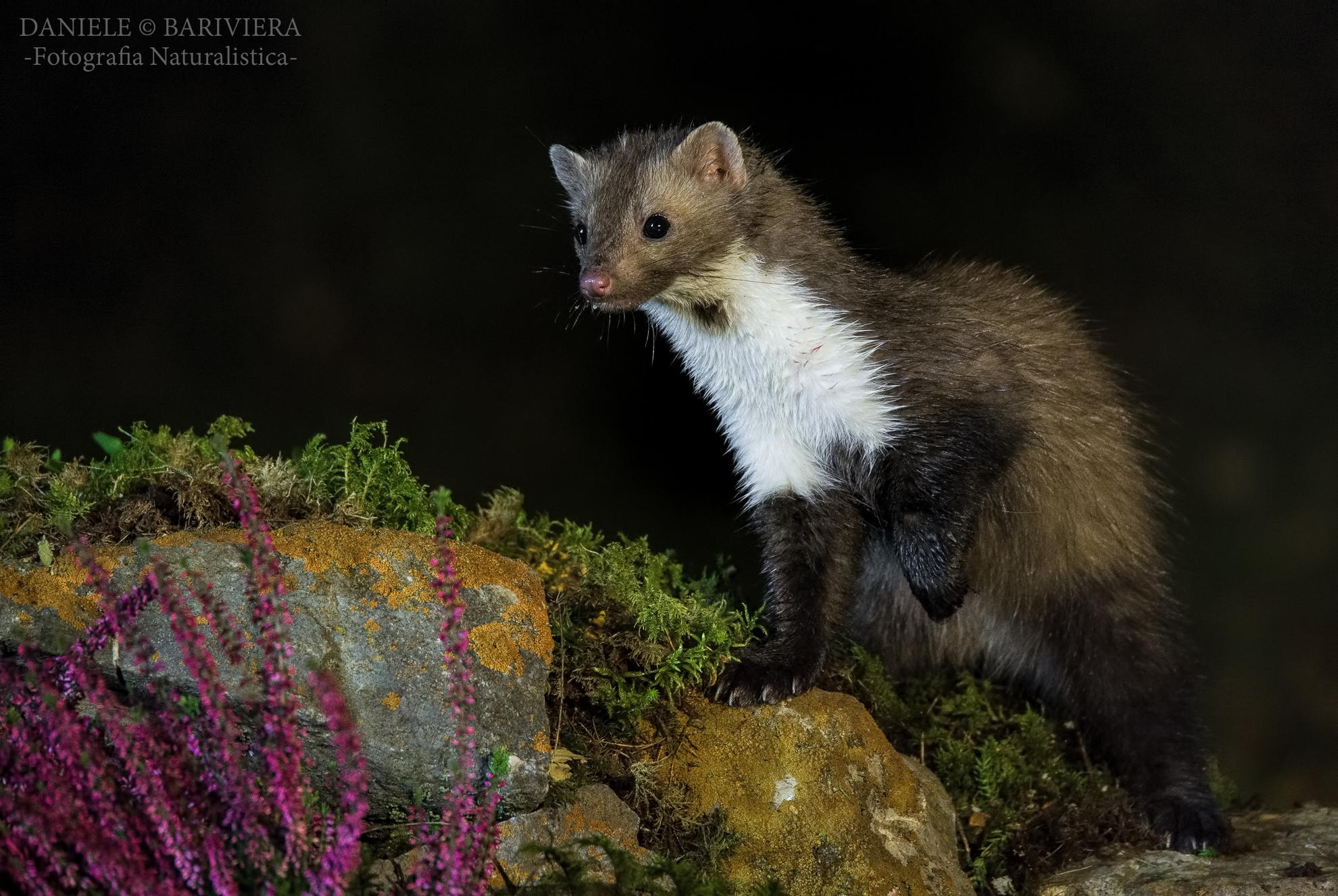 beech marten