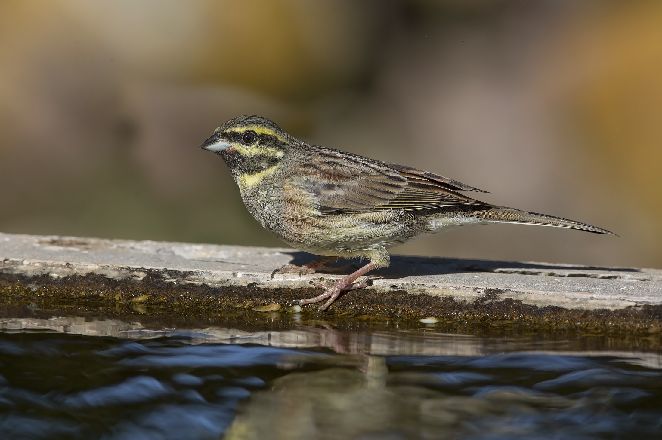 zigolo nero(emberiza cirlus)