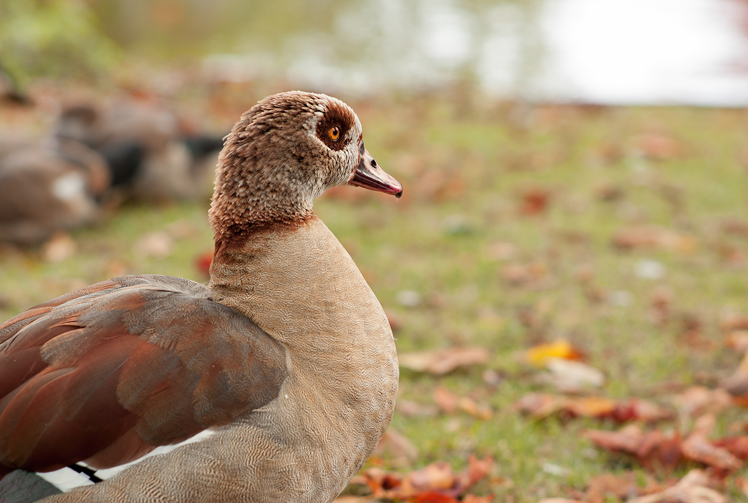 It is sweet to shipwreck in this sea