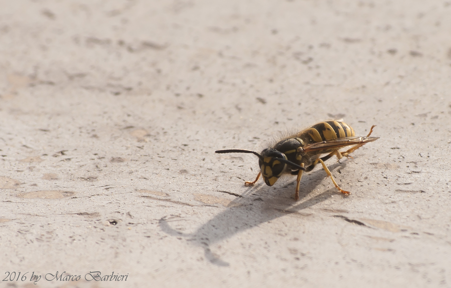 Vespa sul mio davanzale