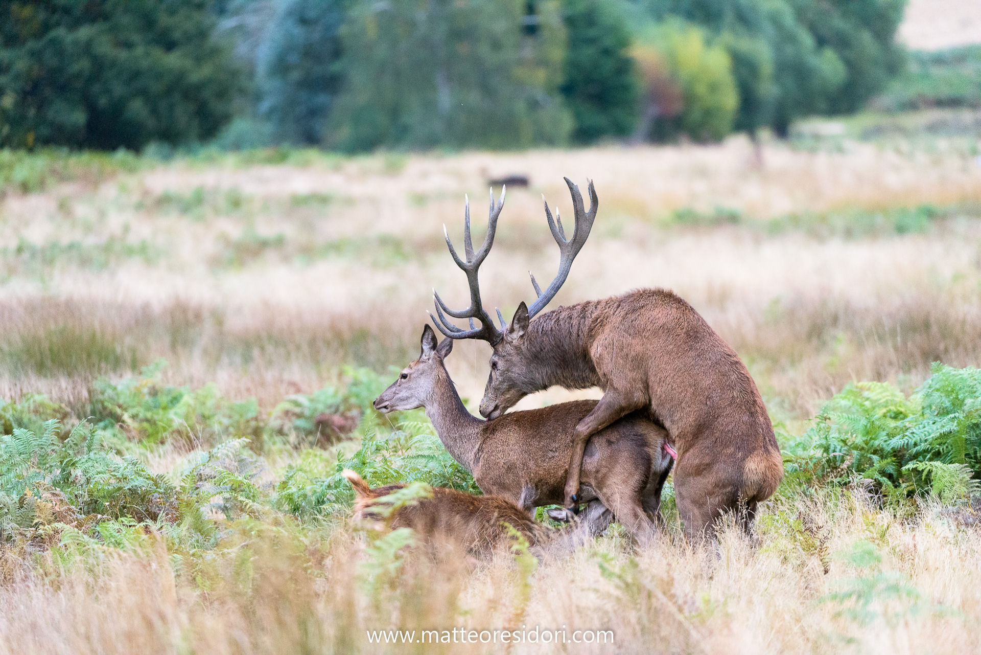 Coupled with feeding