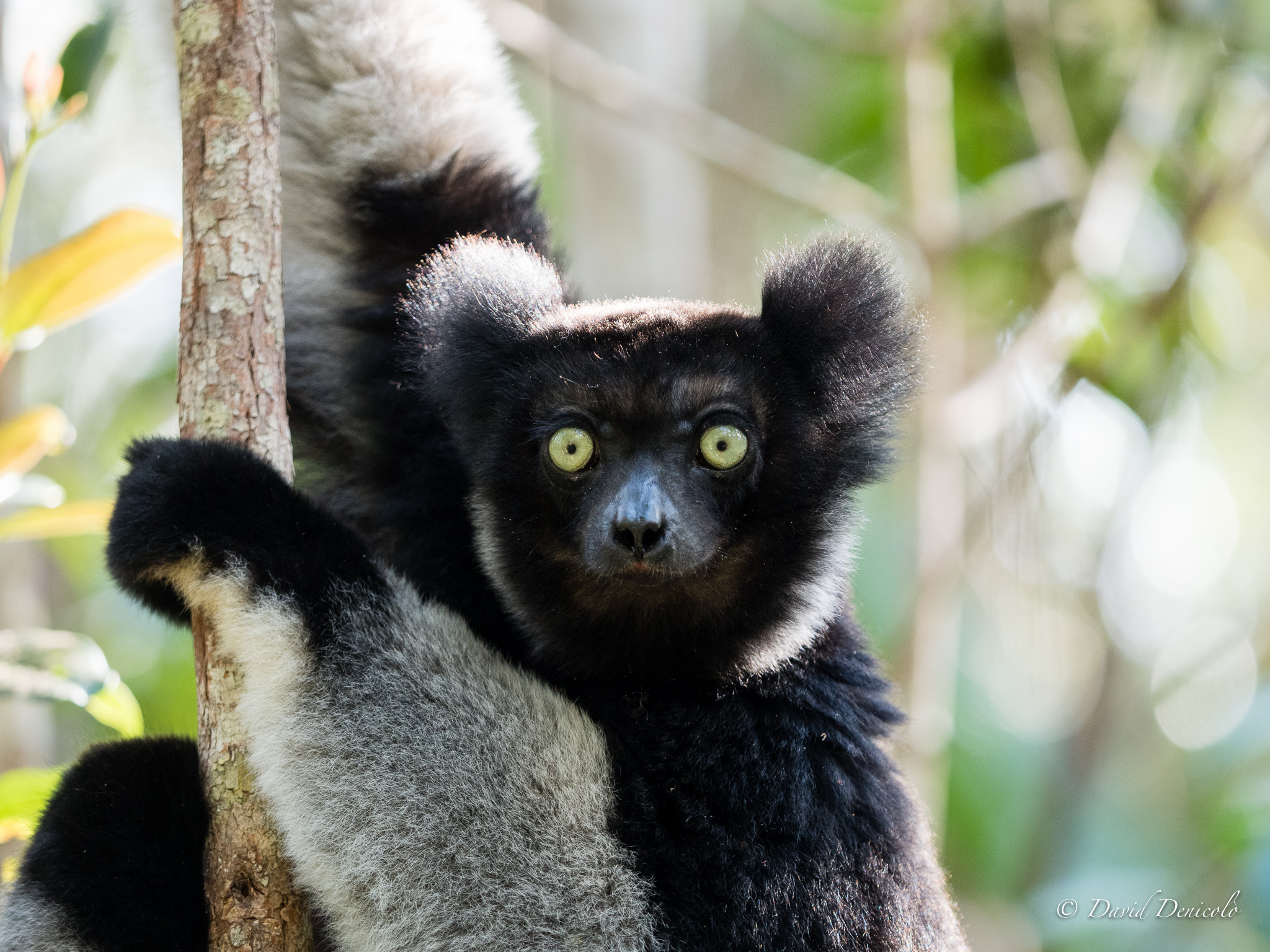 Indri, Madagascar