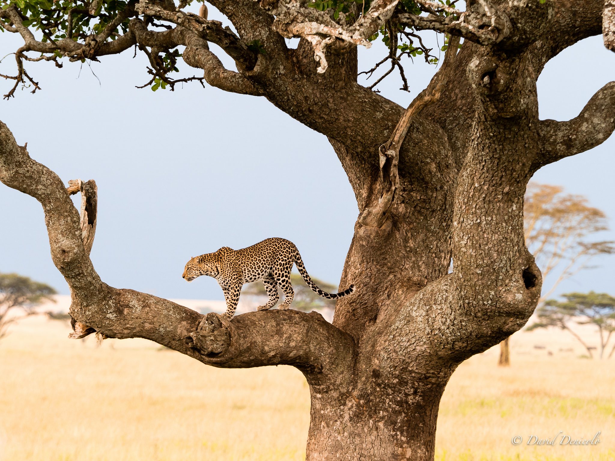 Leopard, Tanzania