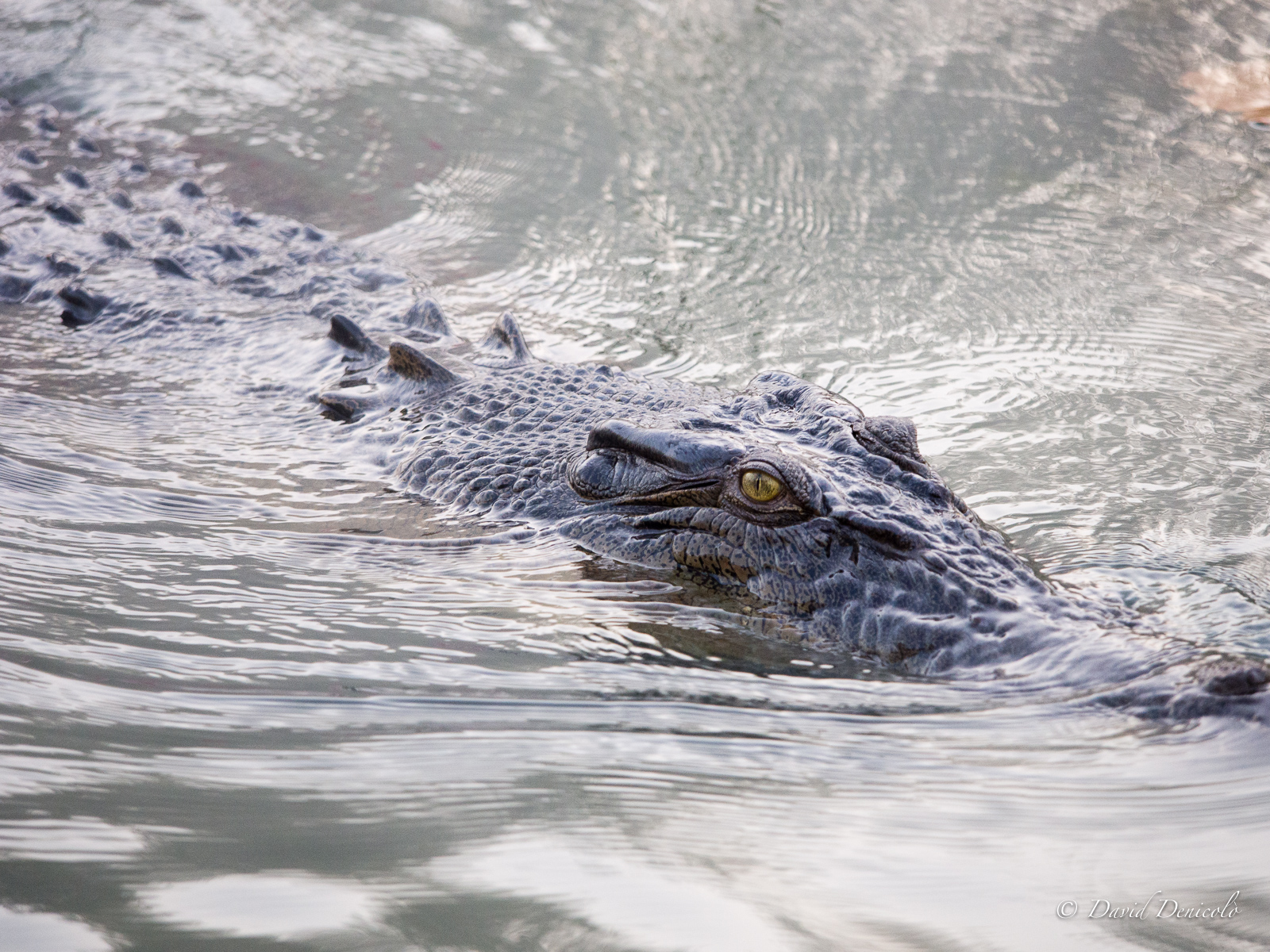 Crocodile, Australia