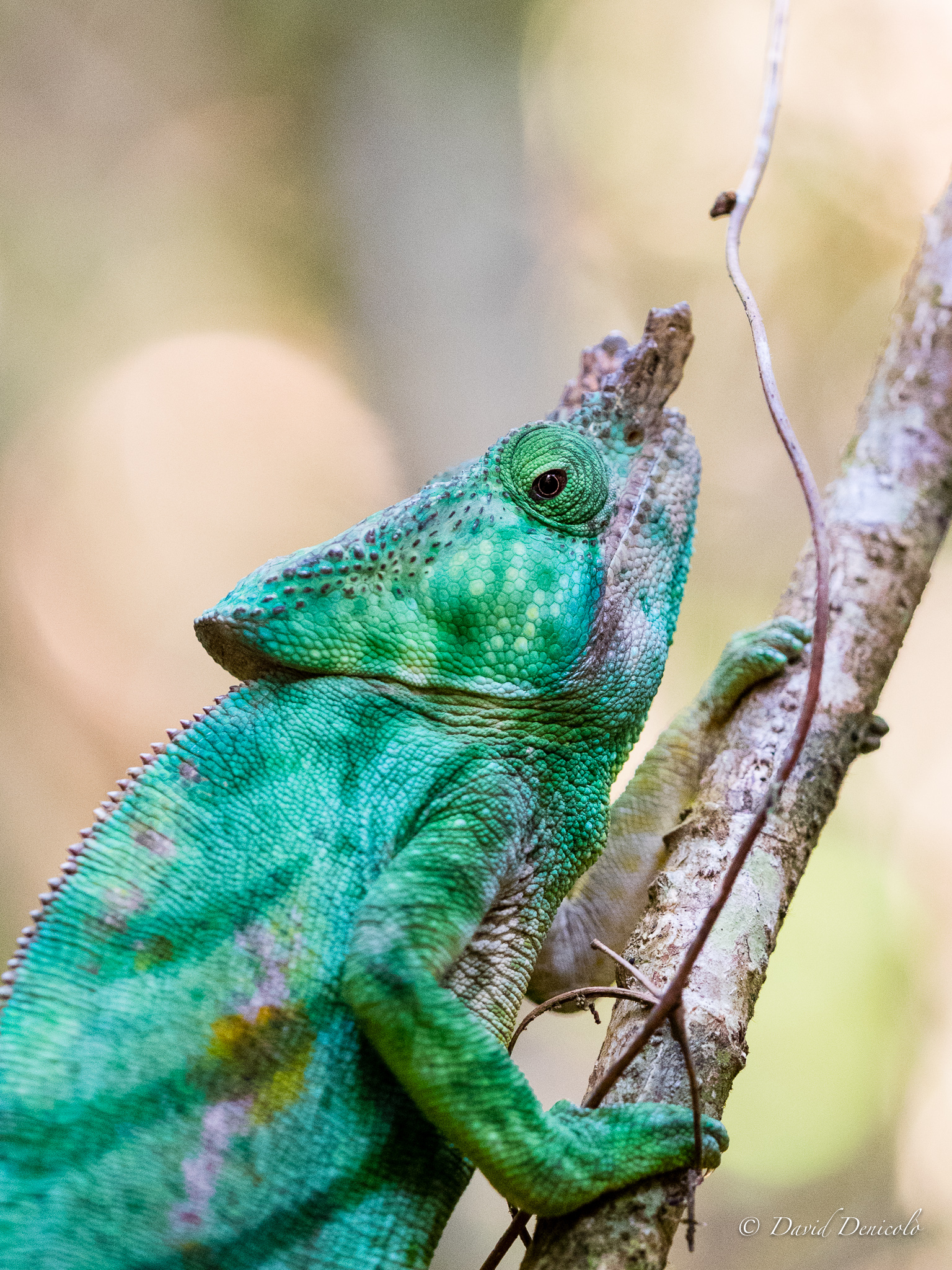 Parson's Chameleon, Madagascar