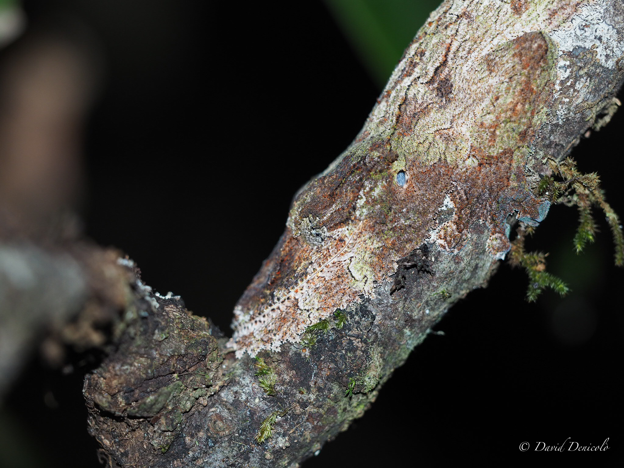 Leaf gecko, Madagascar