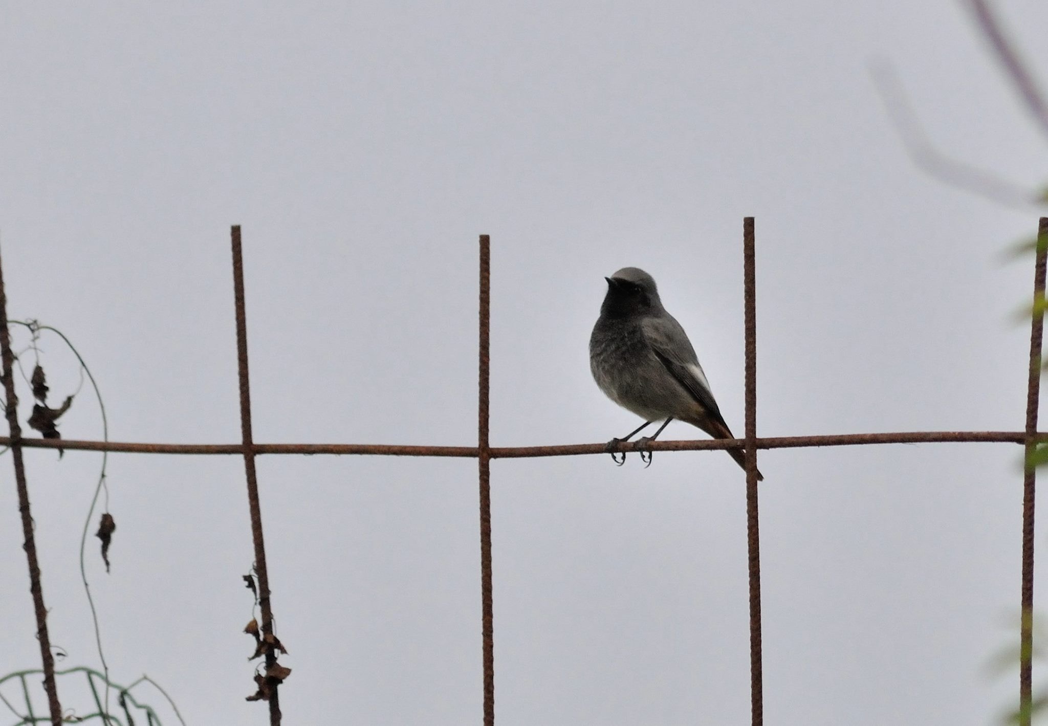 Codirosso Spazzacamino