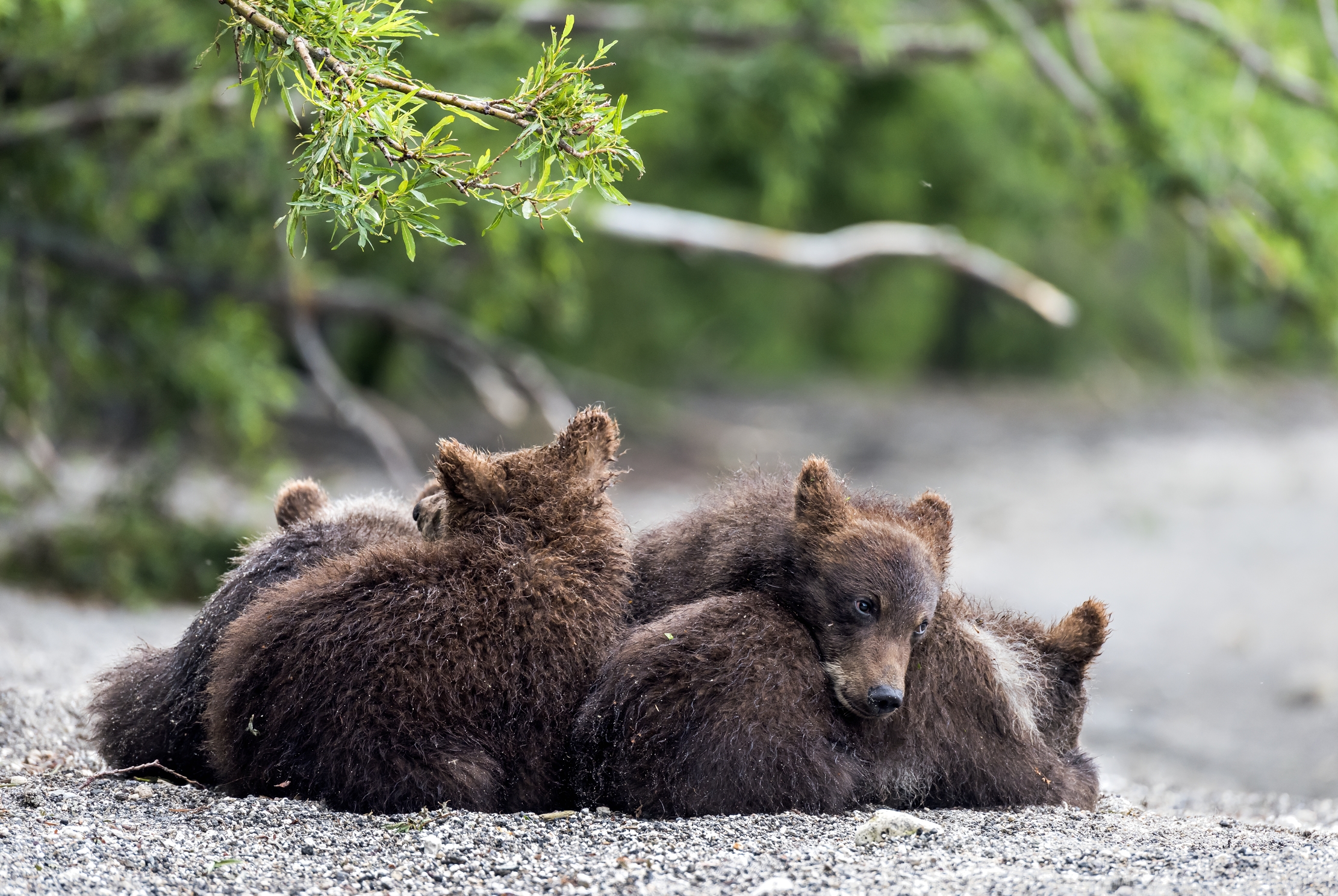 Kamchatka 2016 - Cuccioli