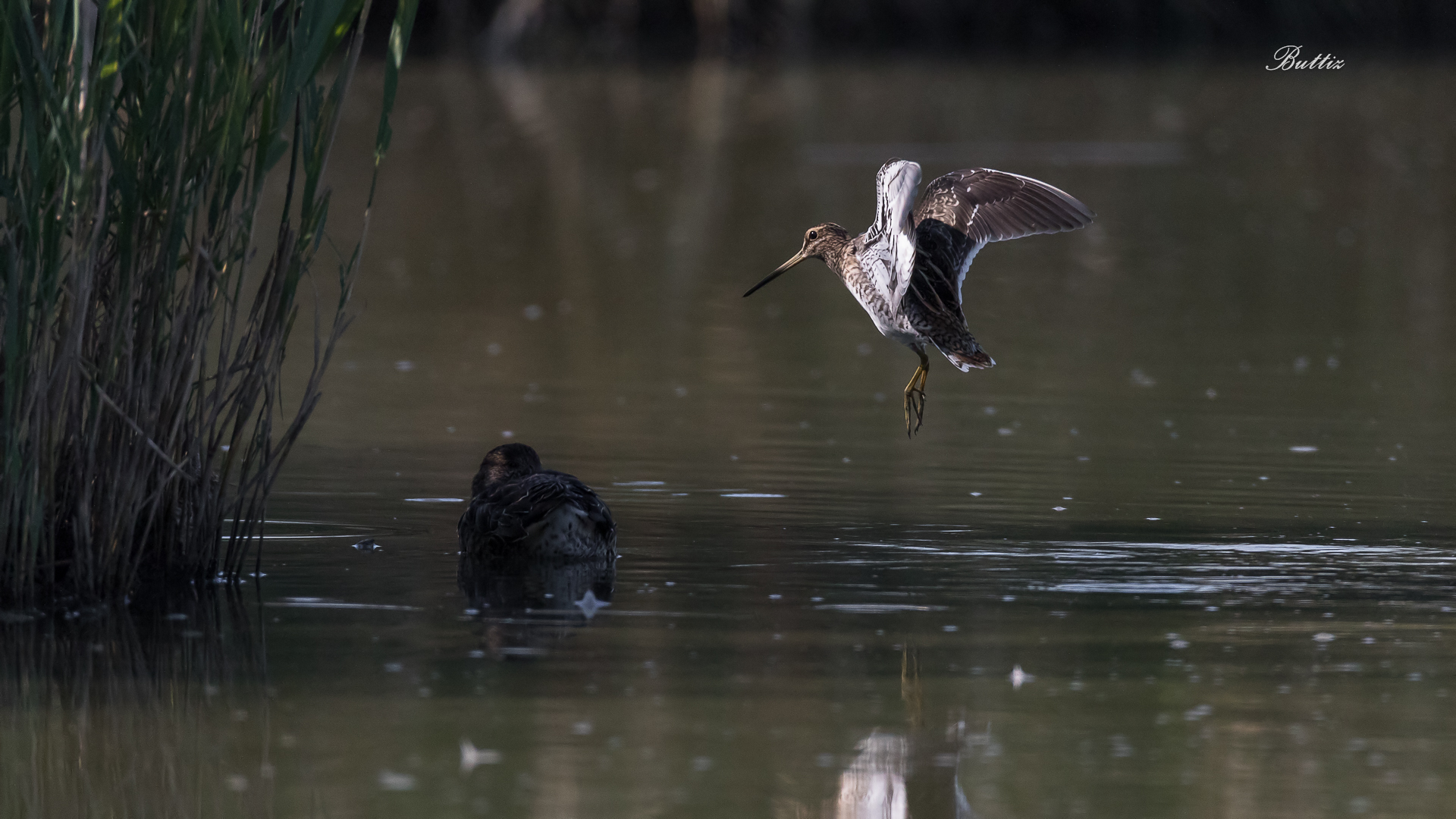Snipe in flight