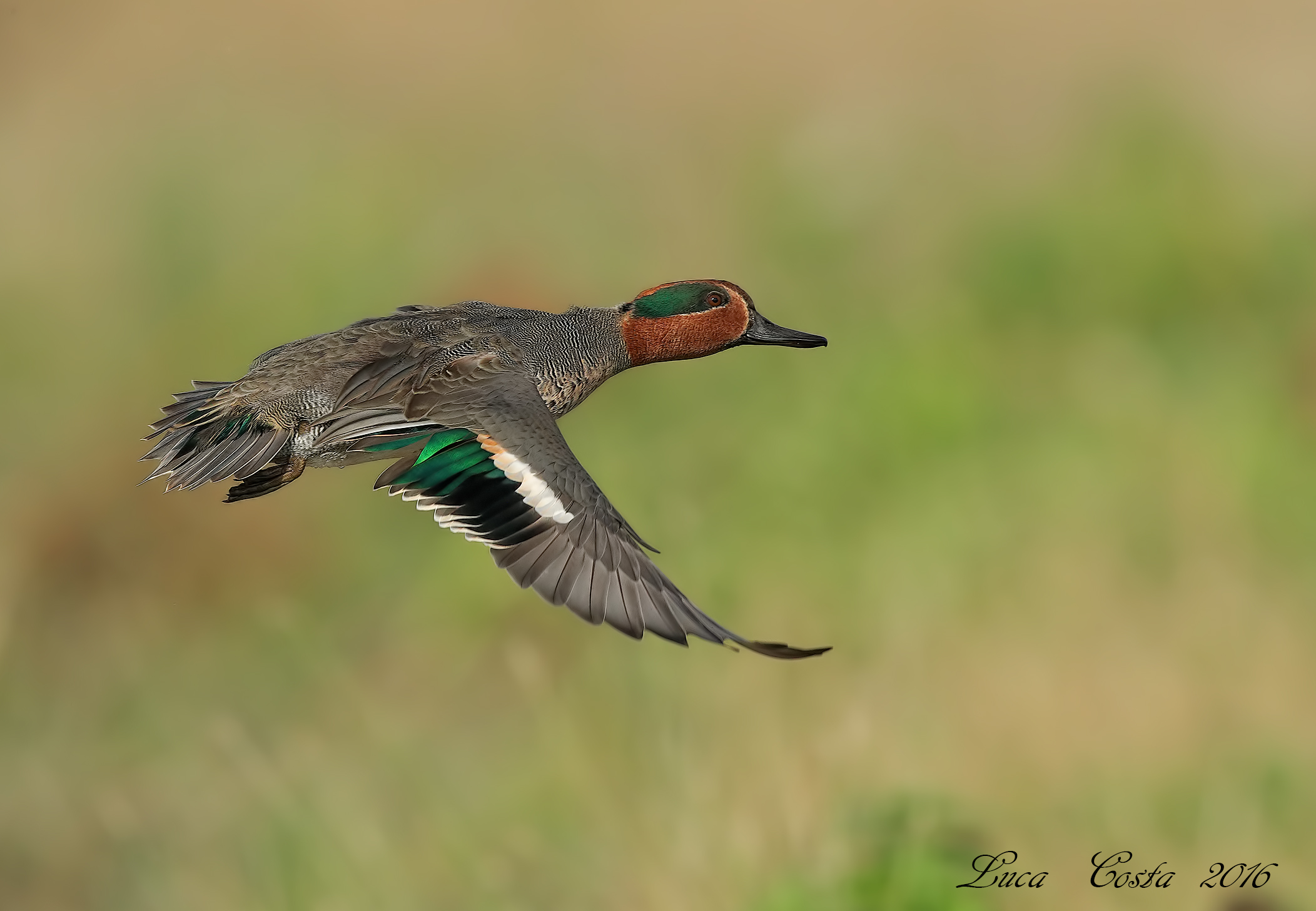 Teal in flight