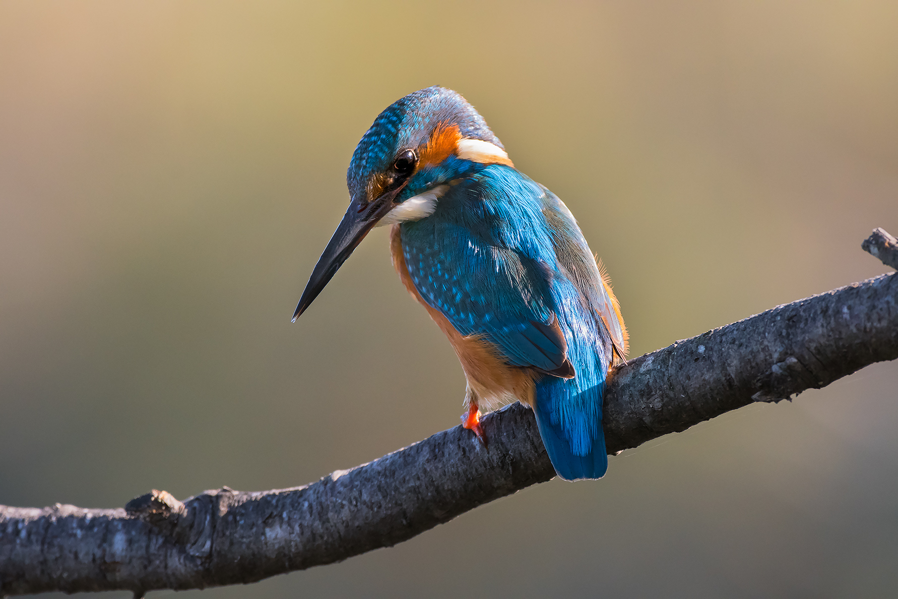 Kingfisher