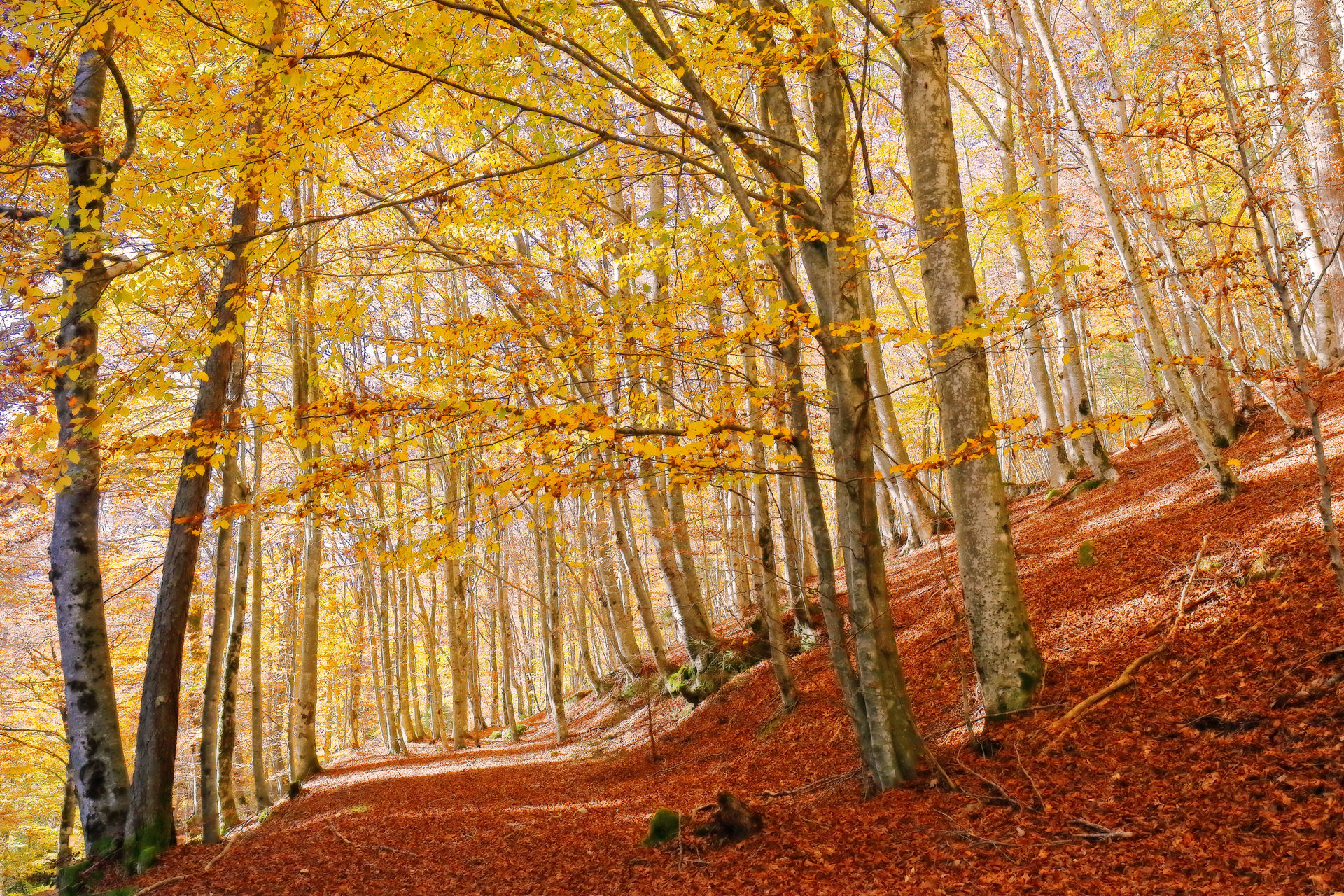 The warm autumn light