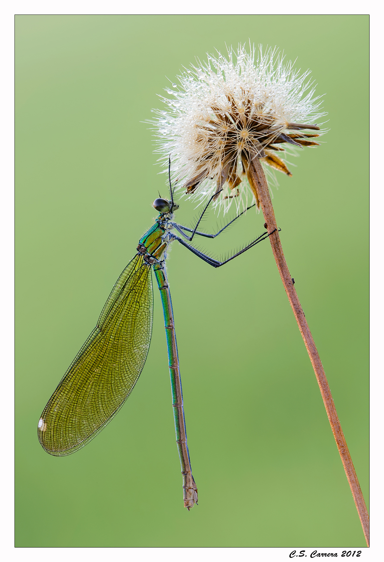 Calopteryx splendens female