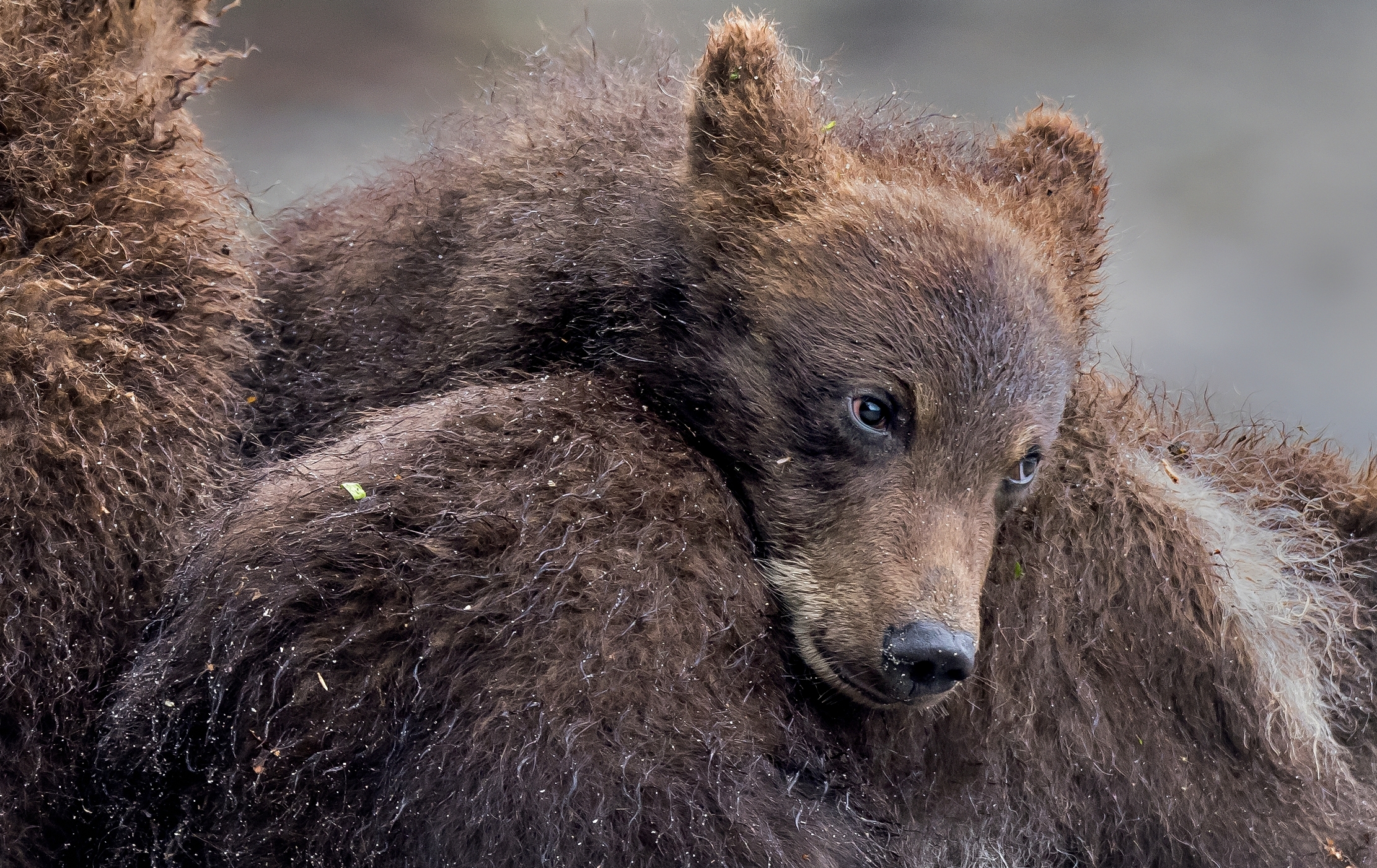 Kamchatka 2016 - Cub