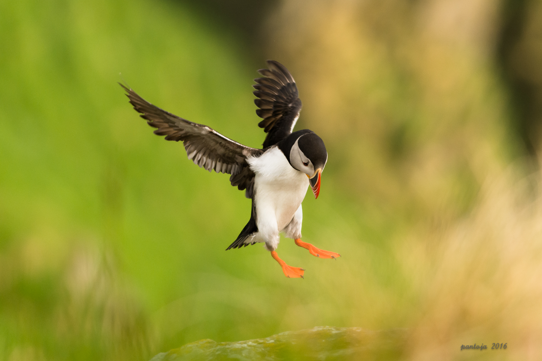 Landing Puffin