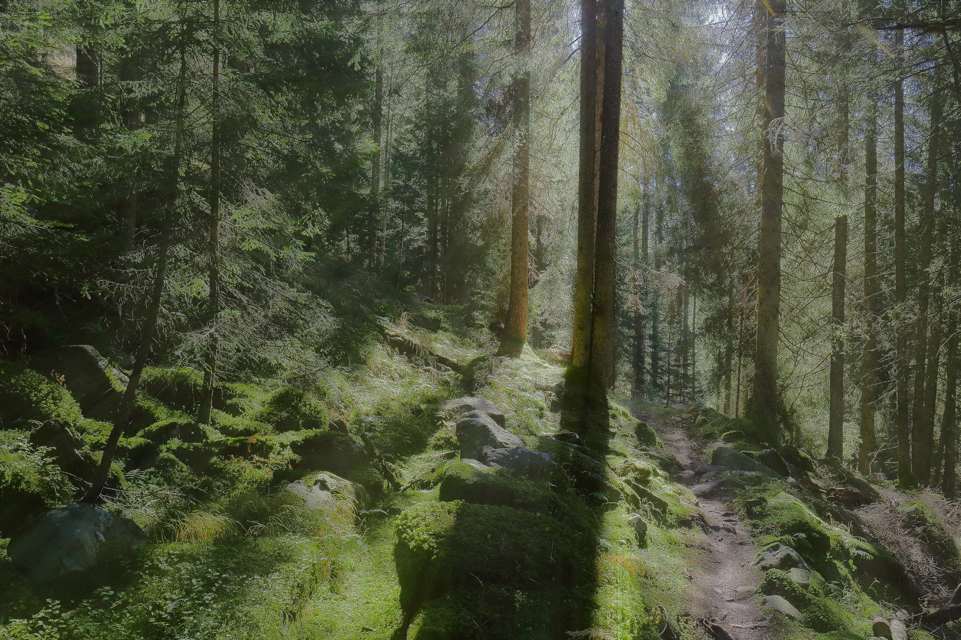 The forest of unicorns