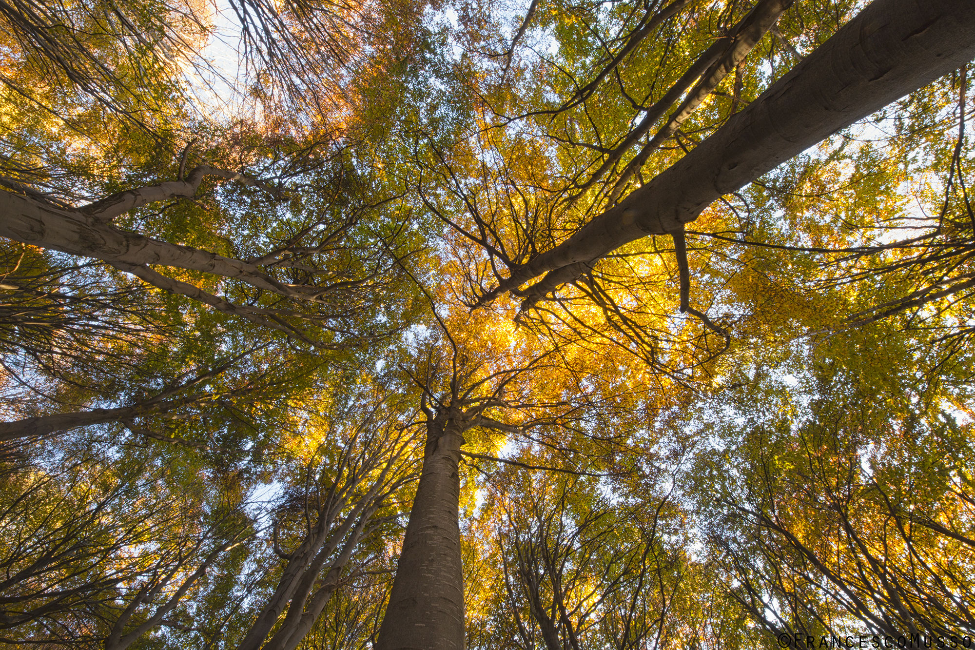 "As arms to the sky"