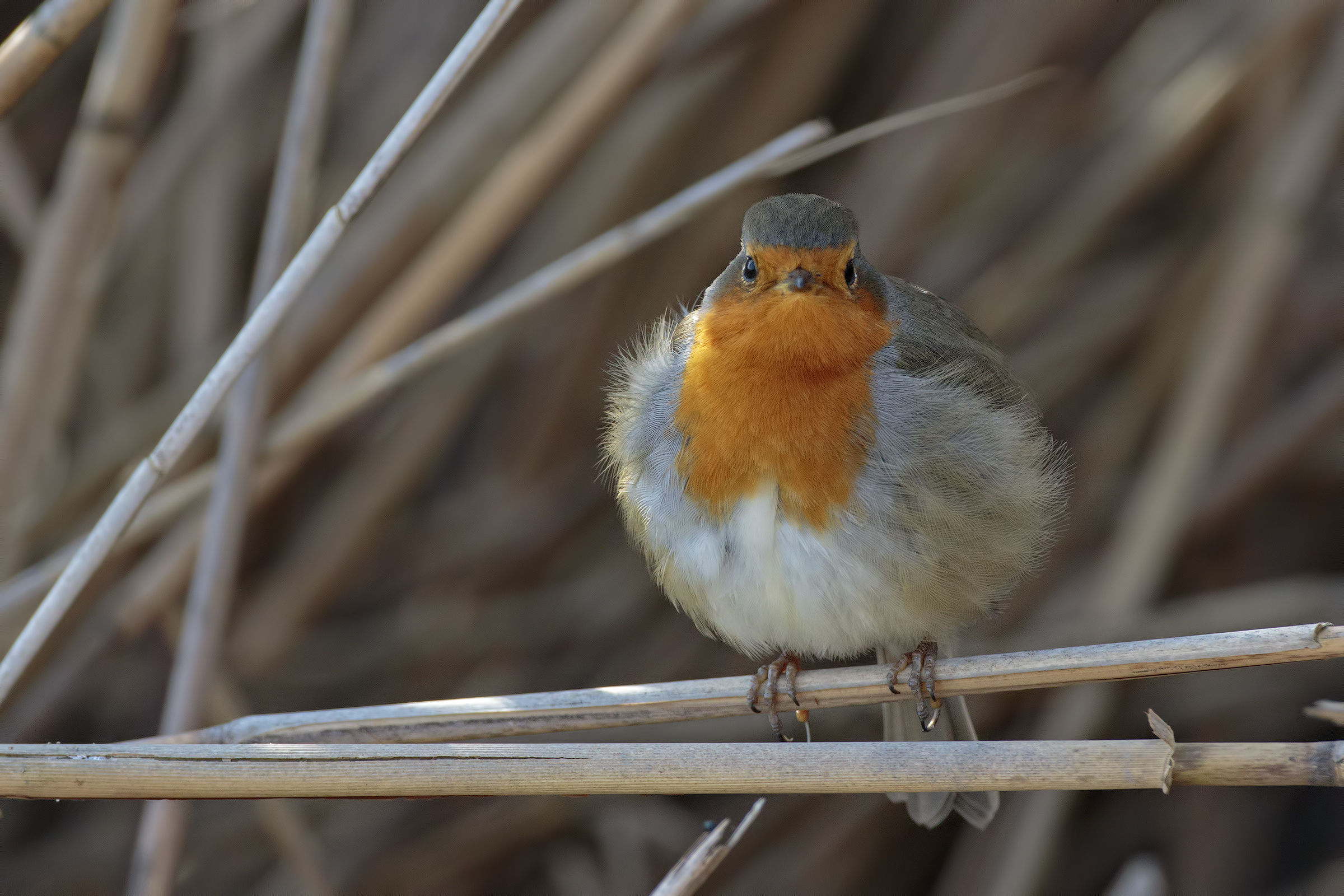 I am awaiting the bluethroat I folded up a Pettorosso