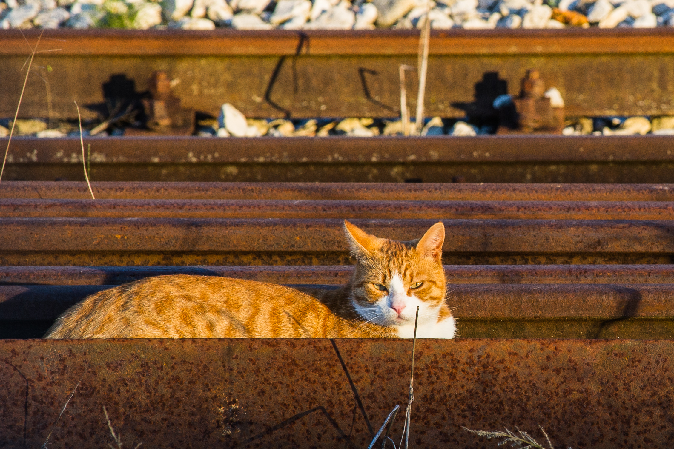 The cat with the rails