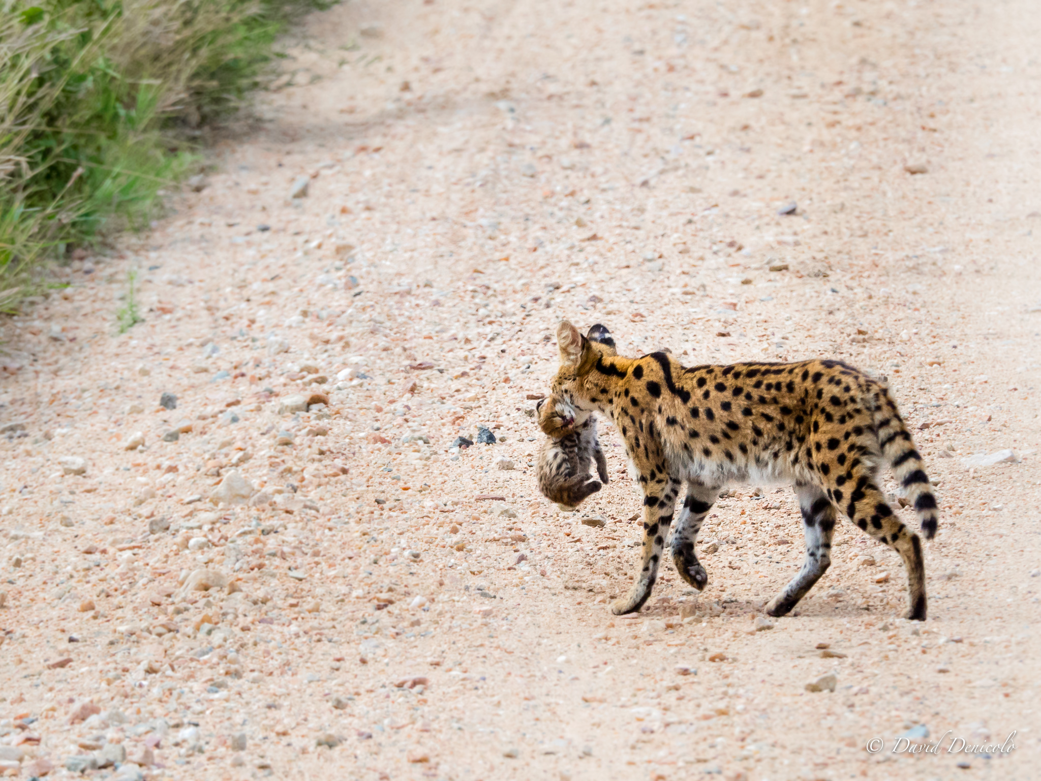 Serval with puppy