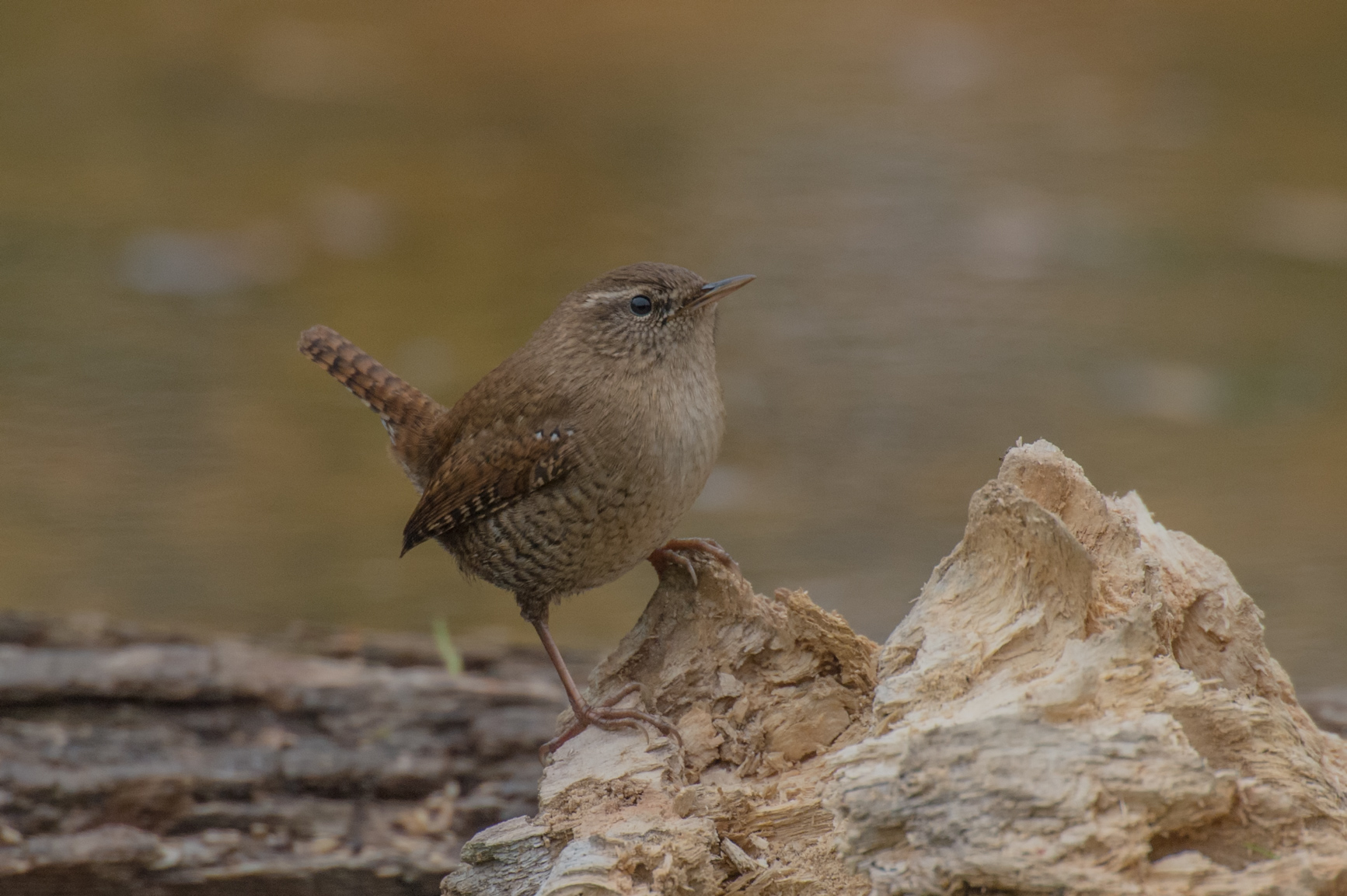 Wren