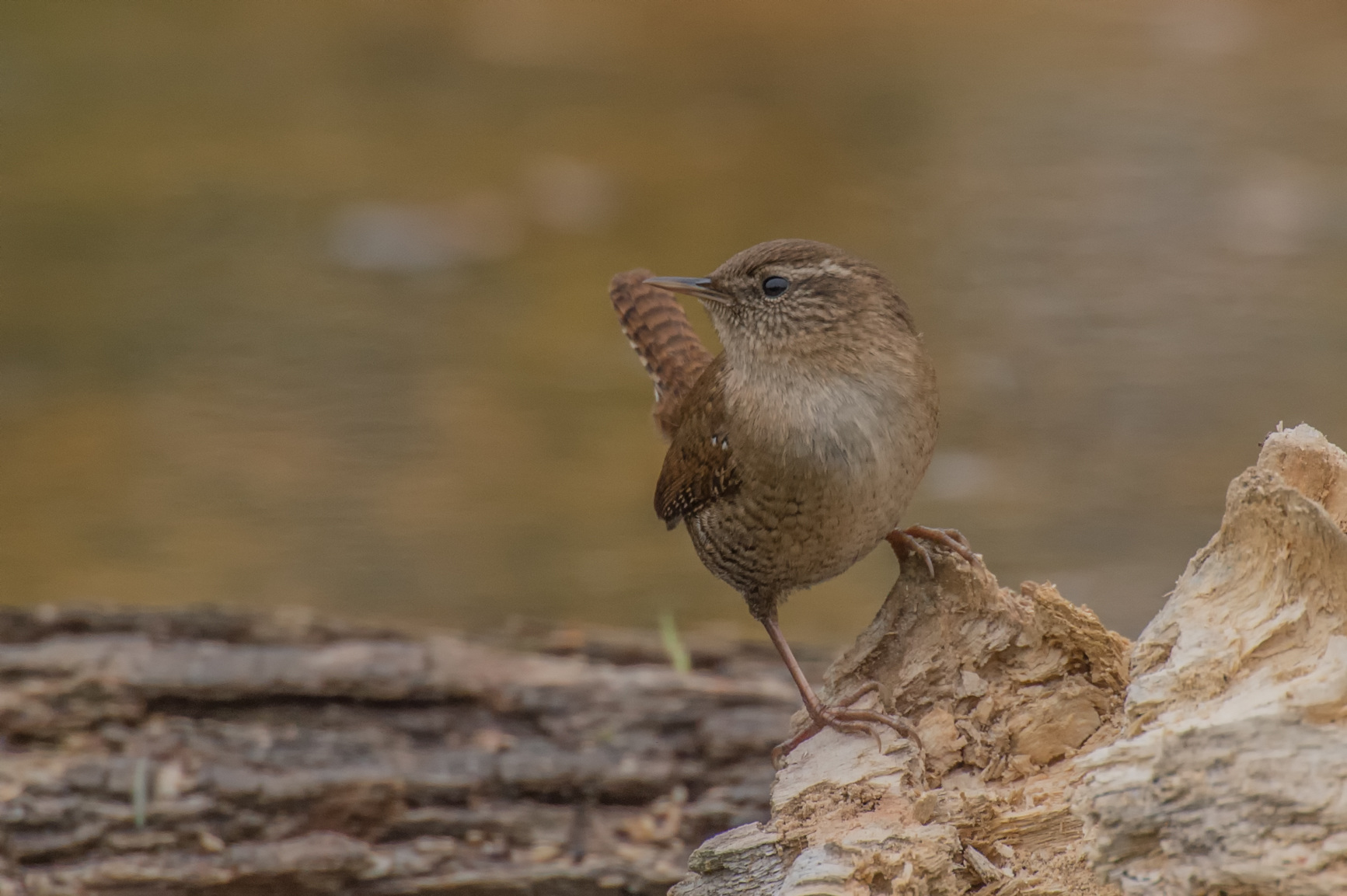 Wren