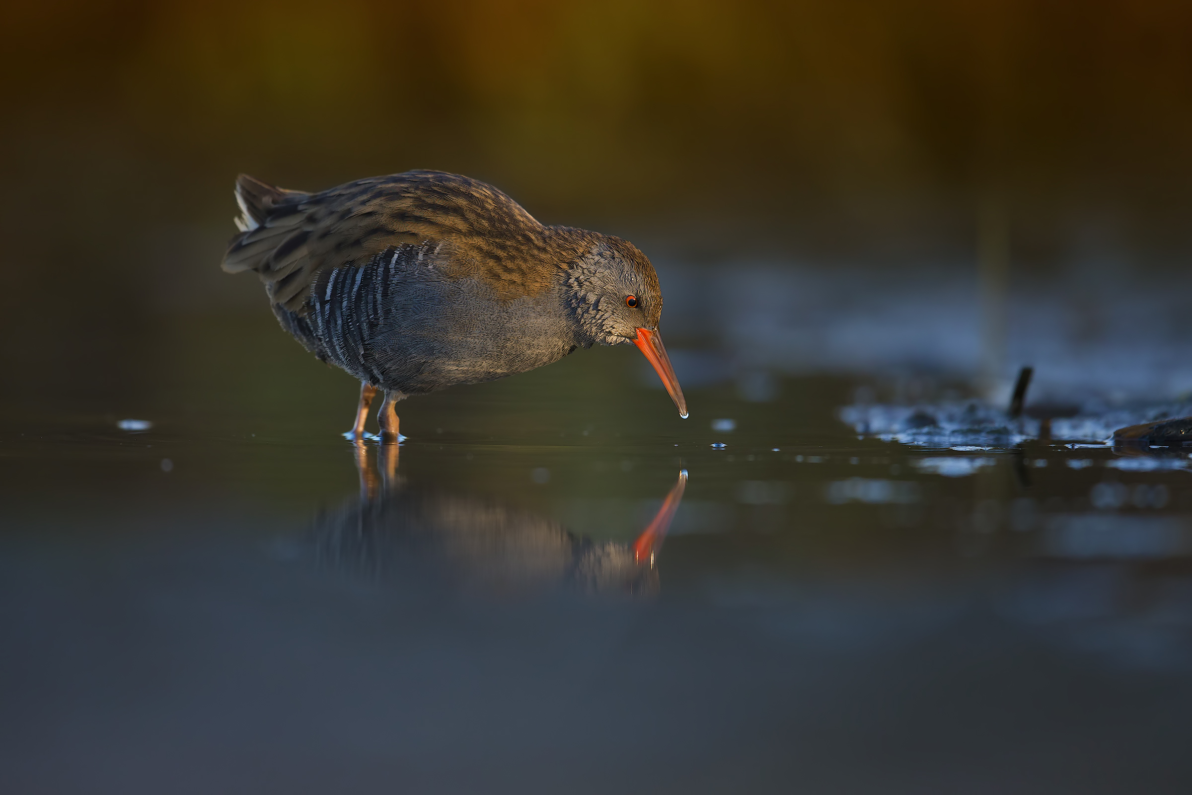 Water Rail