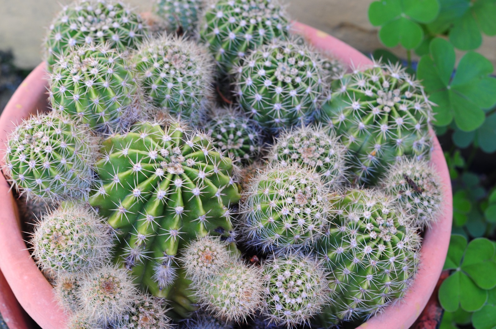 Cactus