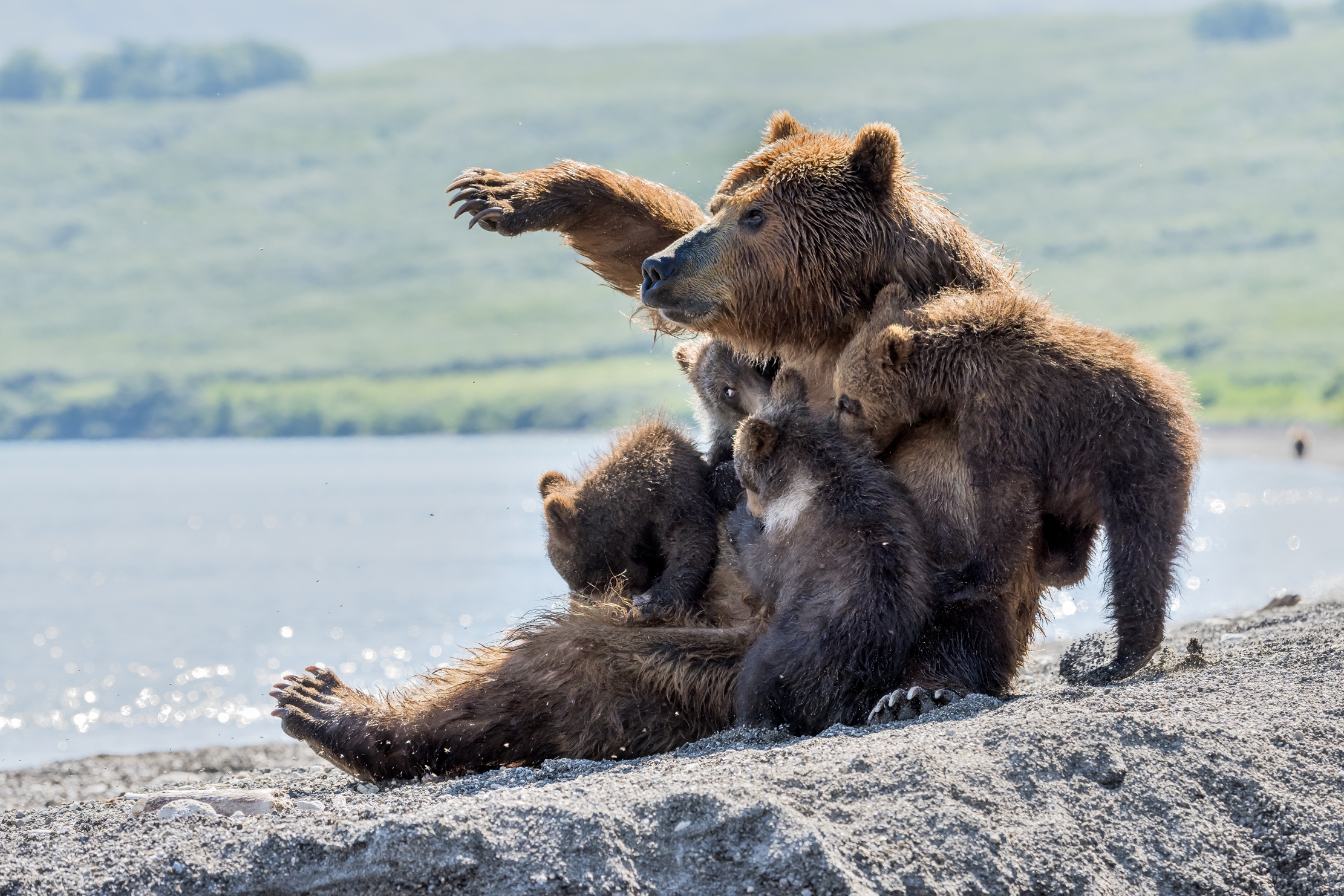Kamchatka 2016 - Allattamento