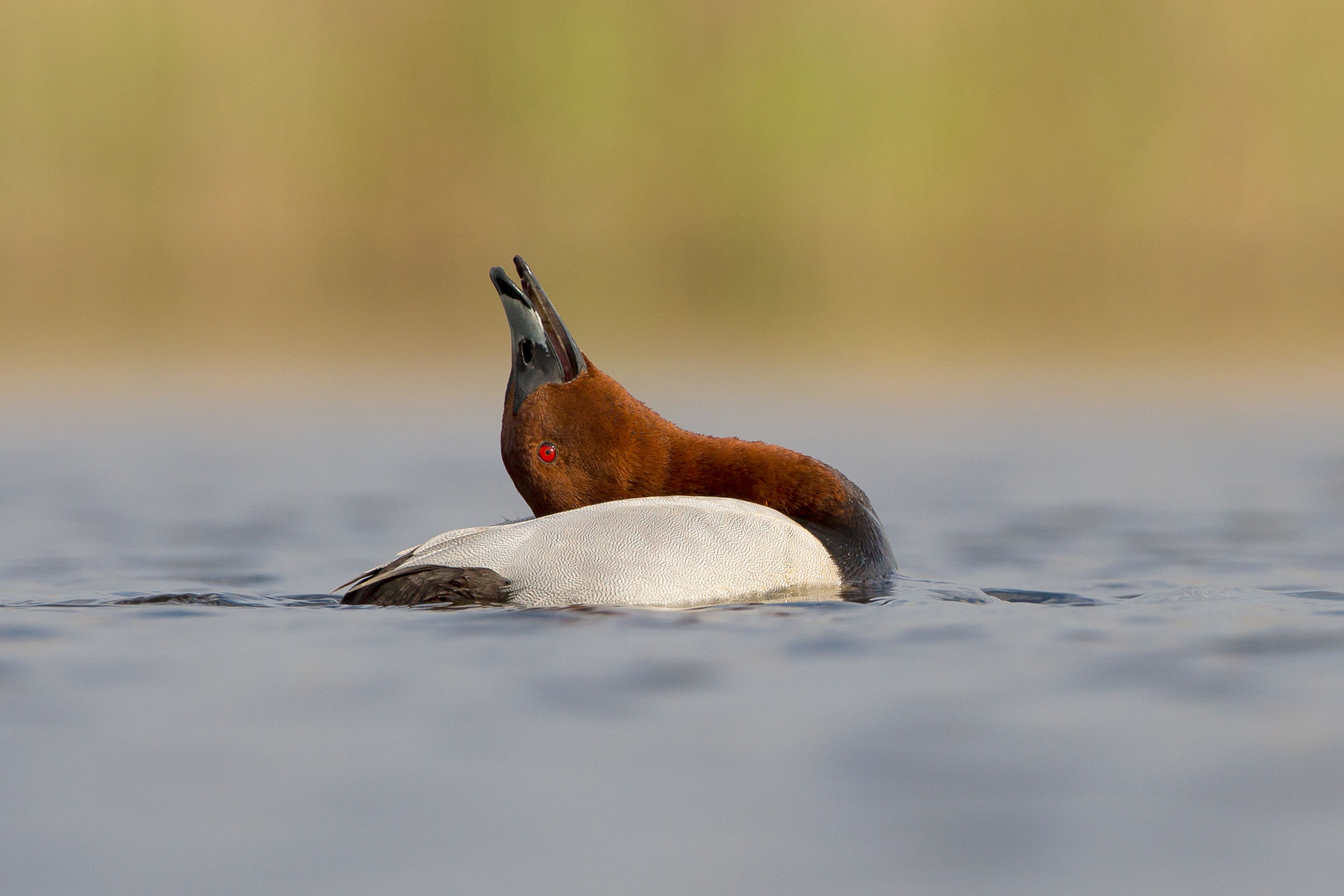 Common Pochard