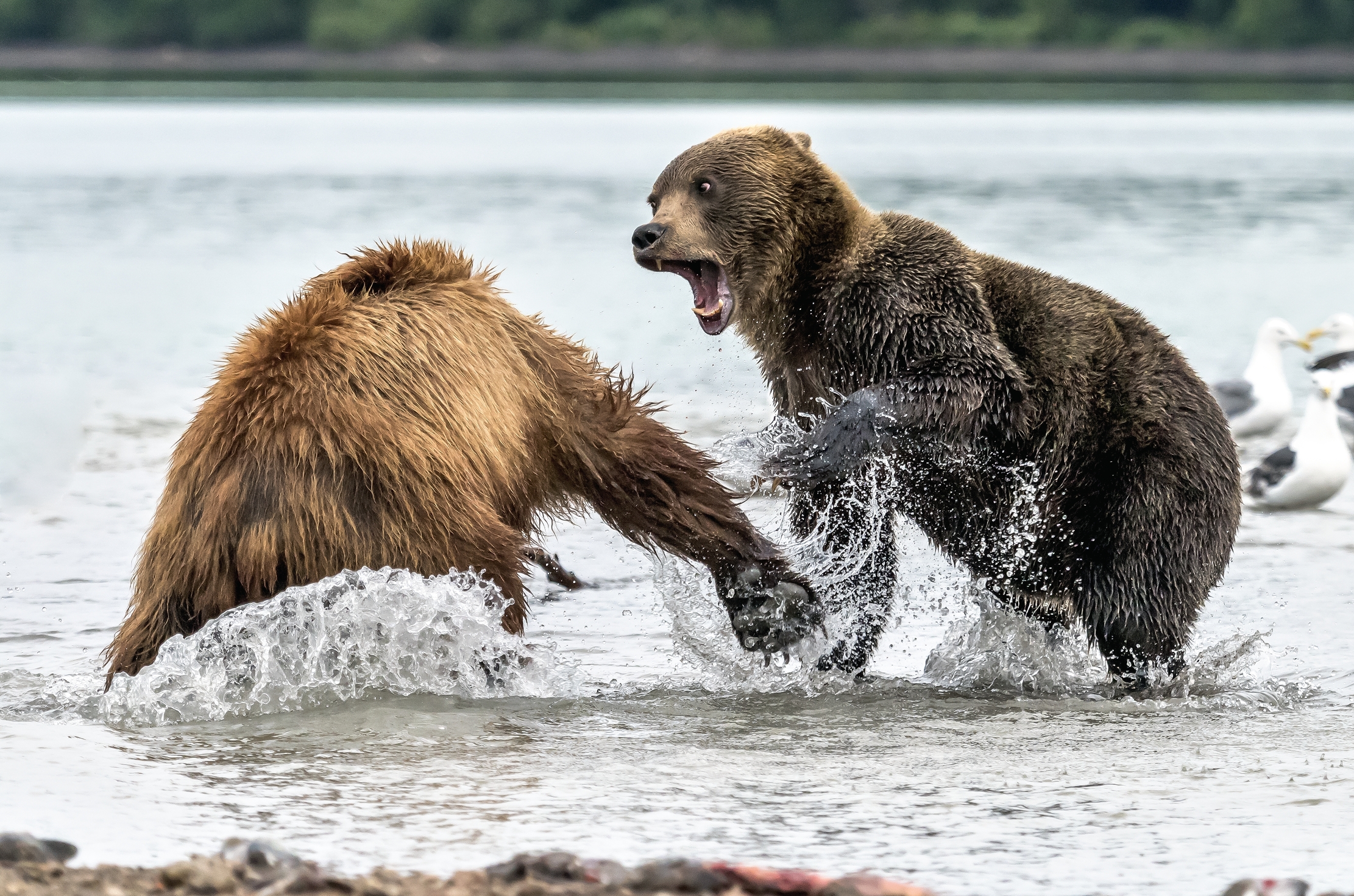 Kamchatka 2016 - Bisticci