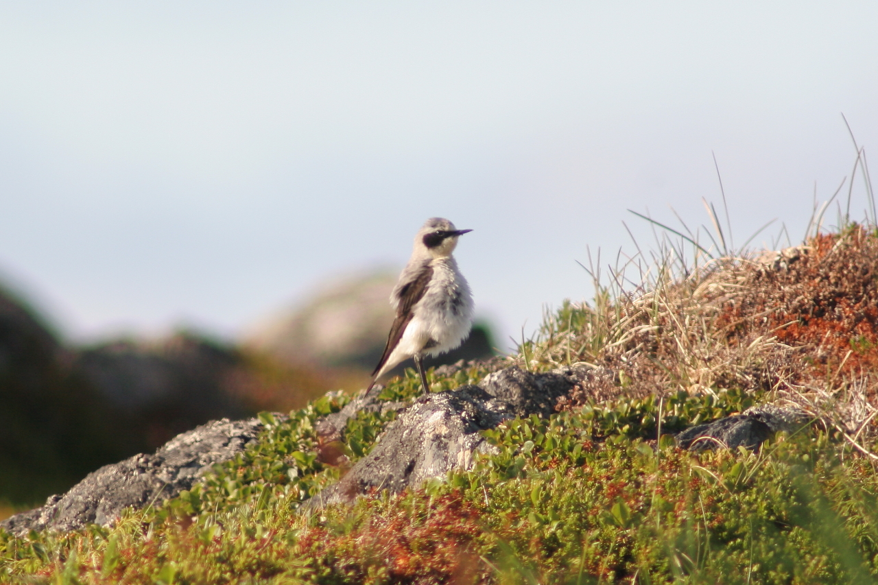 Wheatear extreme north