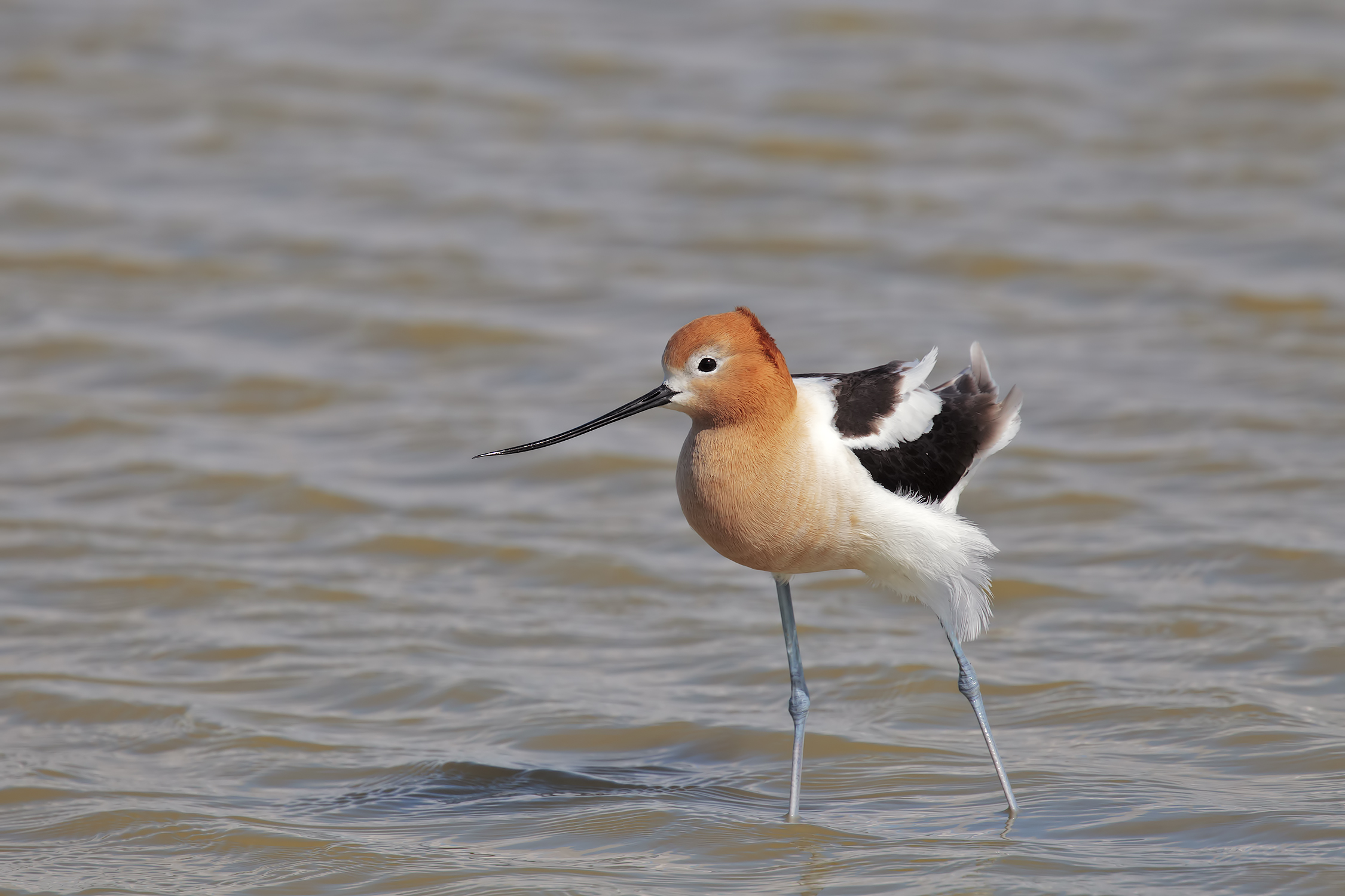 Avocetta americana
