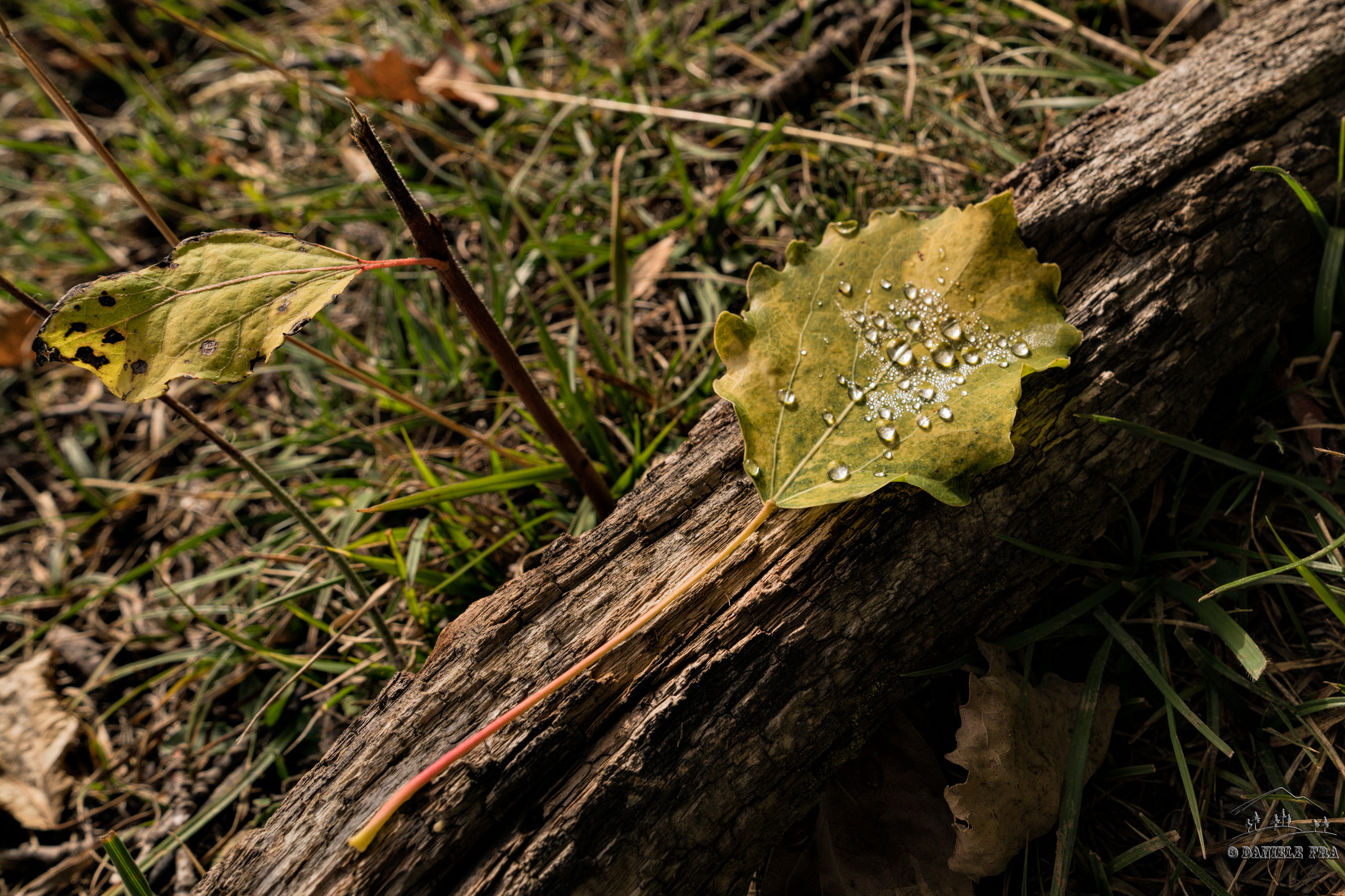 First taste of autumn
