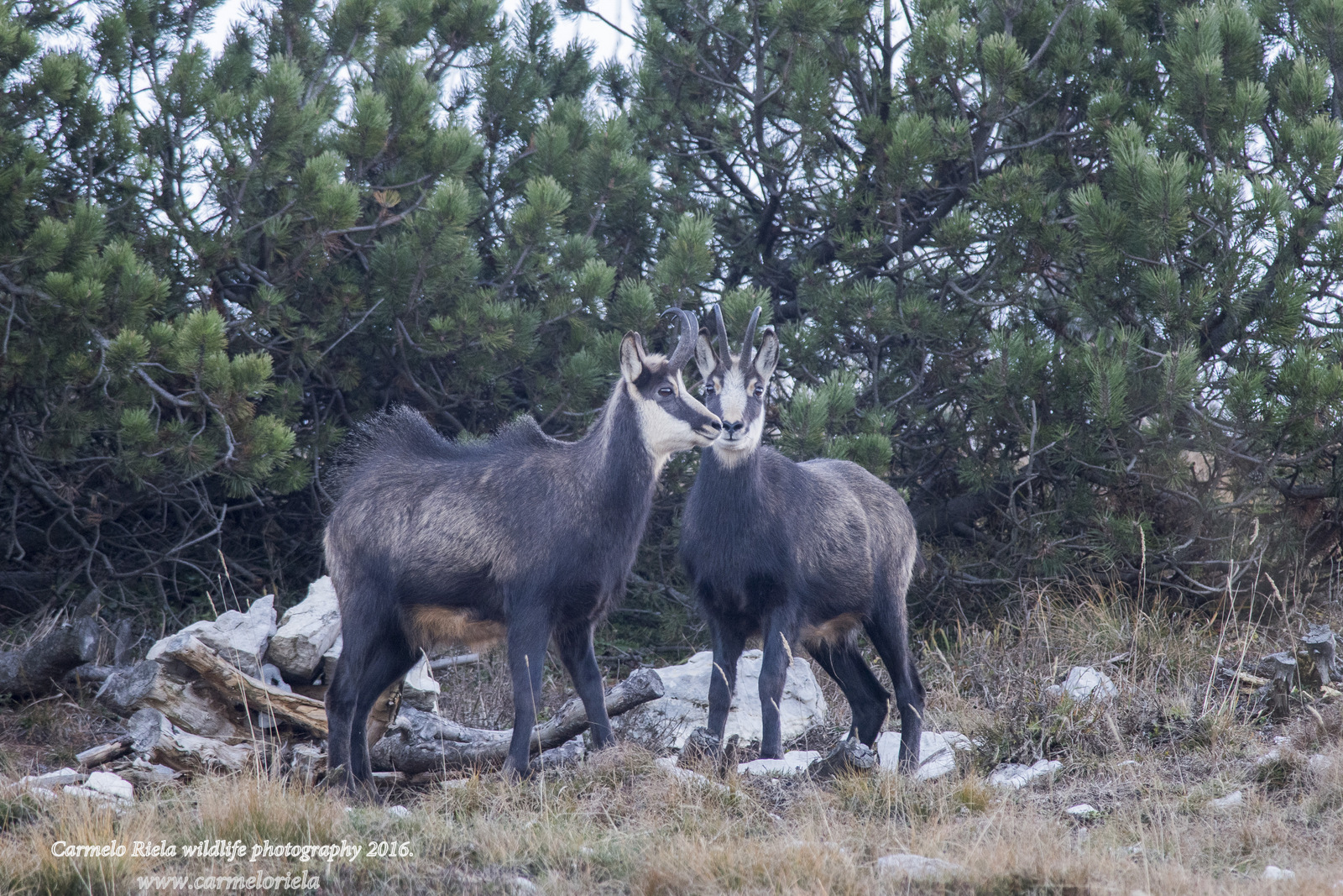 Siamo la coppia più bella del mondo.